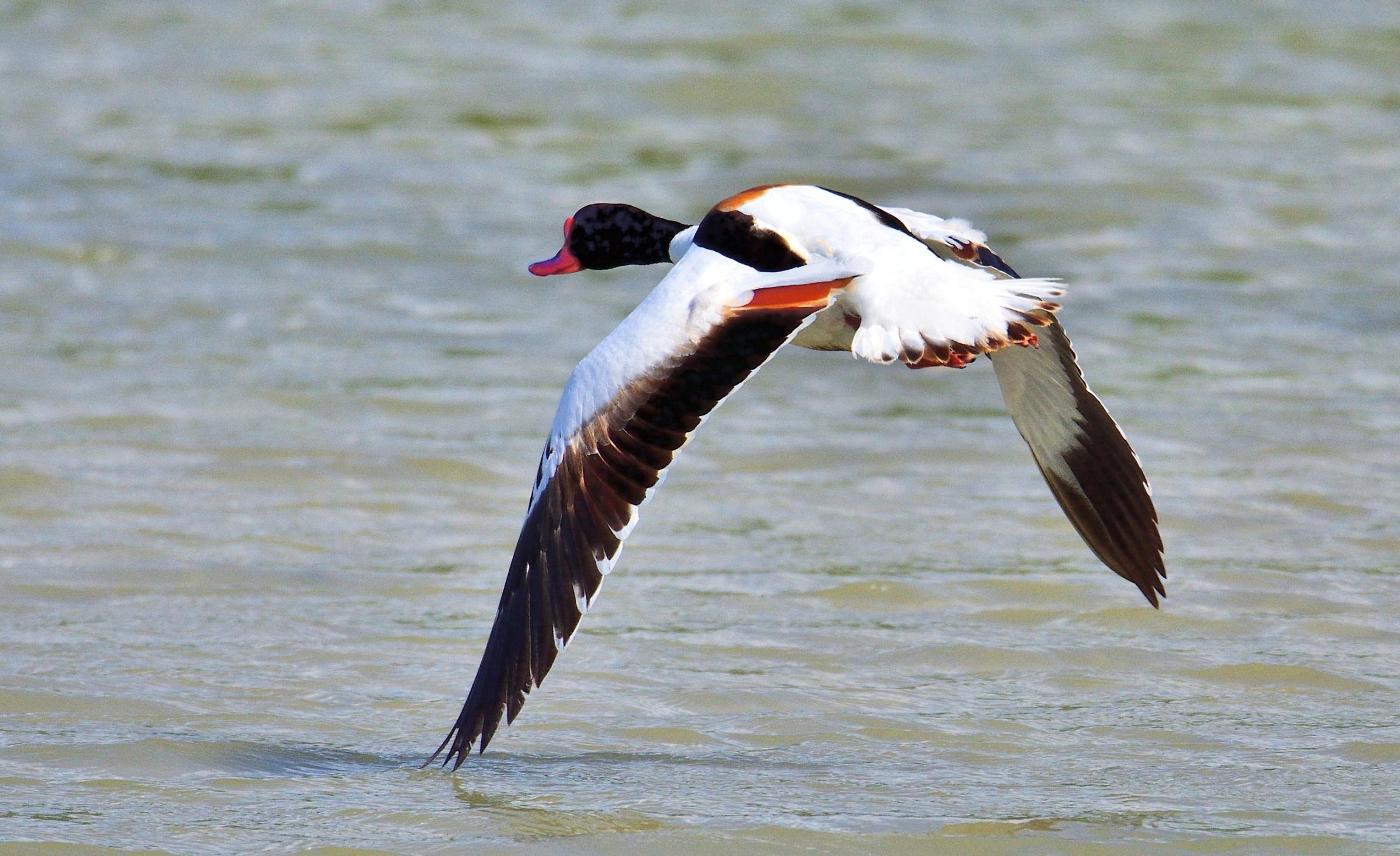 Shelduck (Tadorna tadorna)...