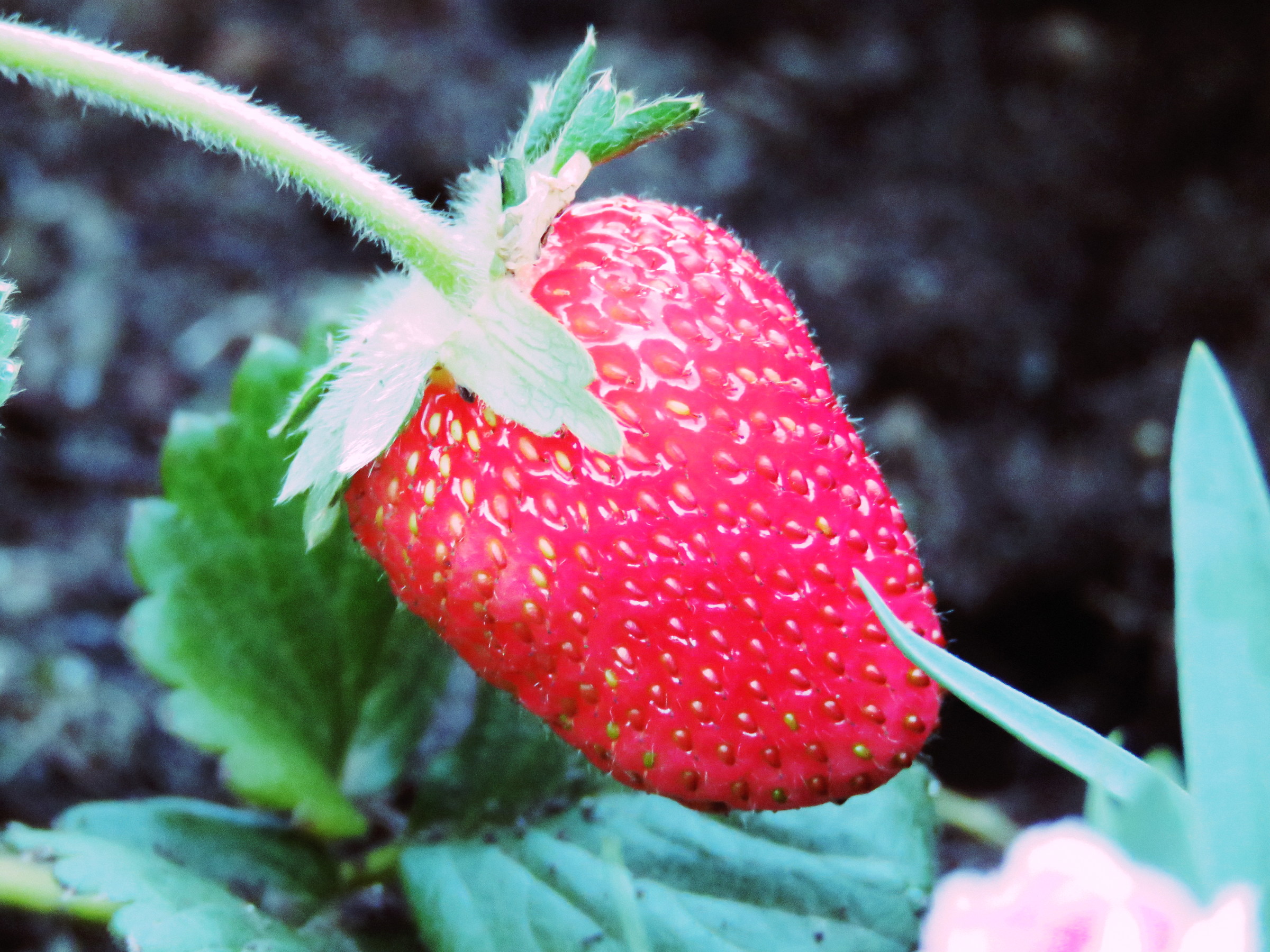 strawberry...
