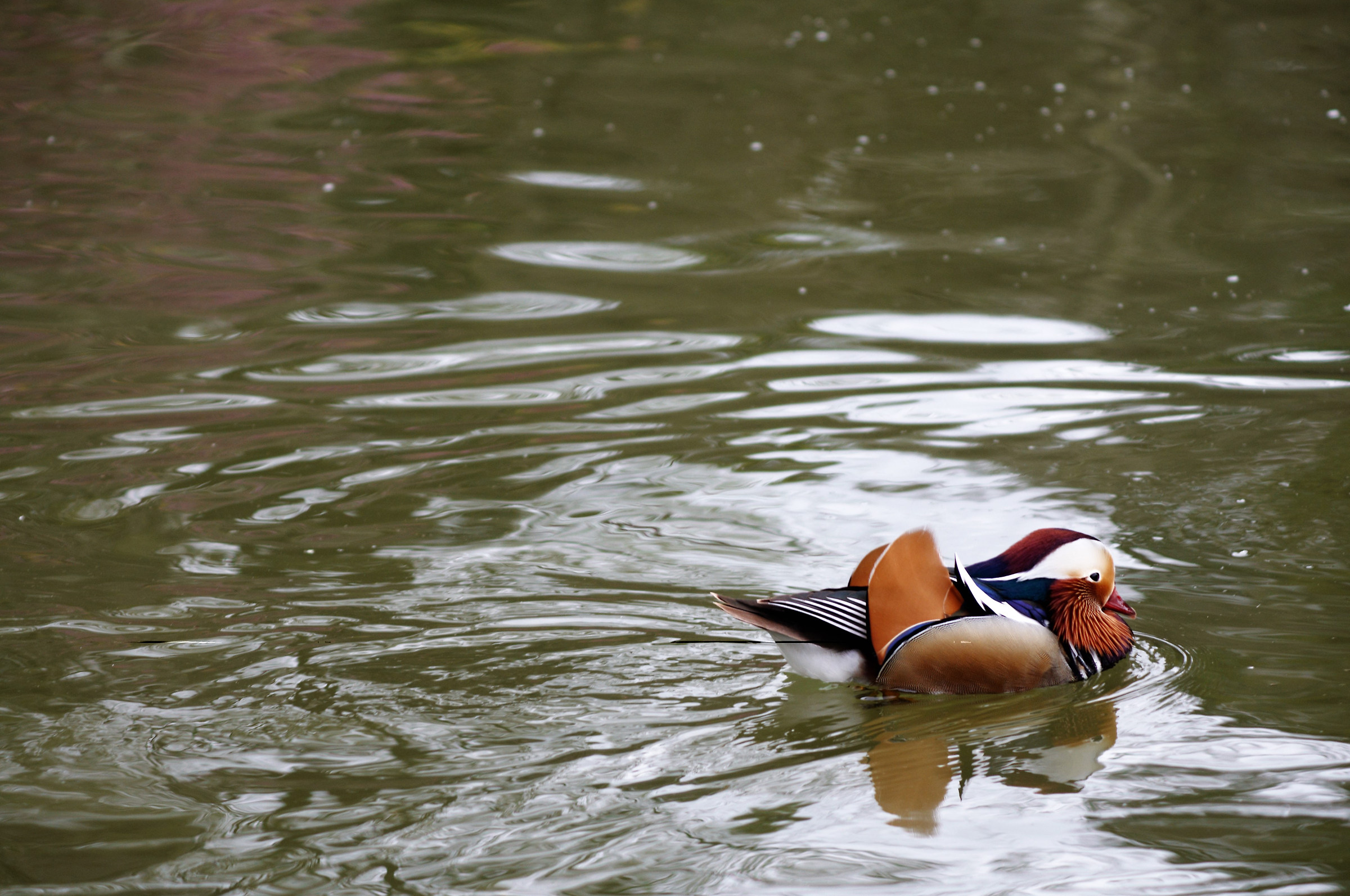 Mandarin duck...