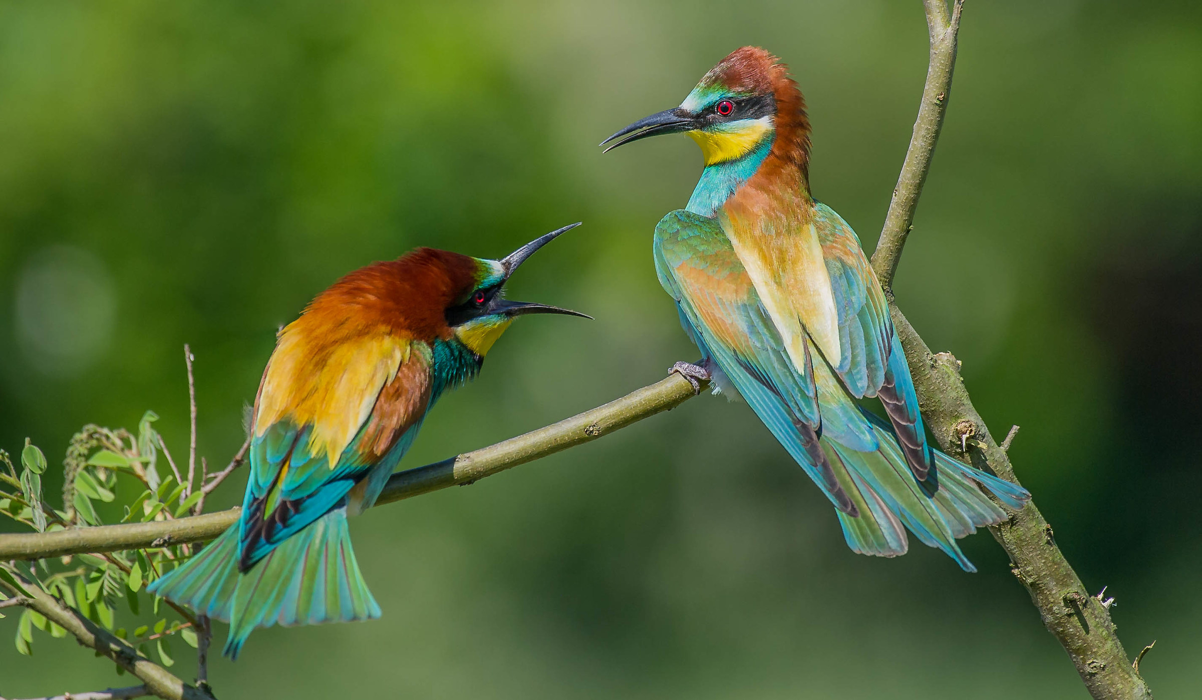 bee-eaters in×si...