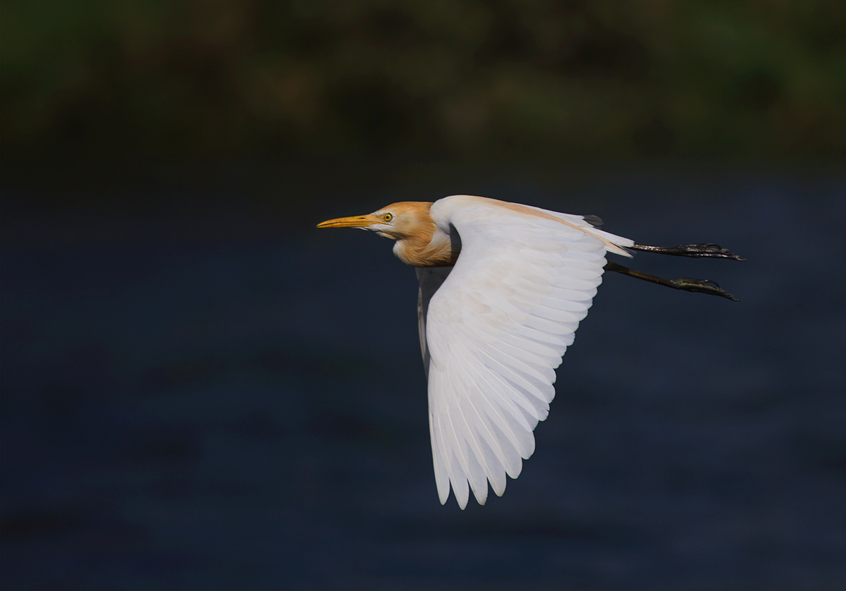 Pond Heron in flight....