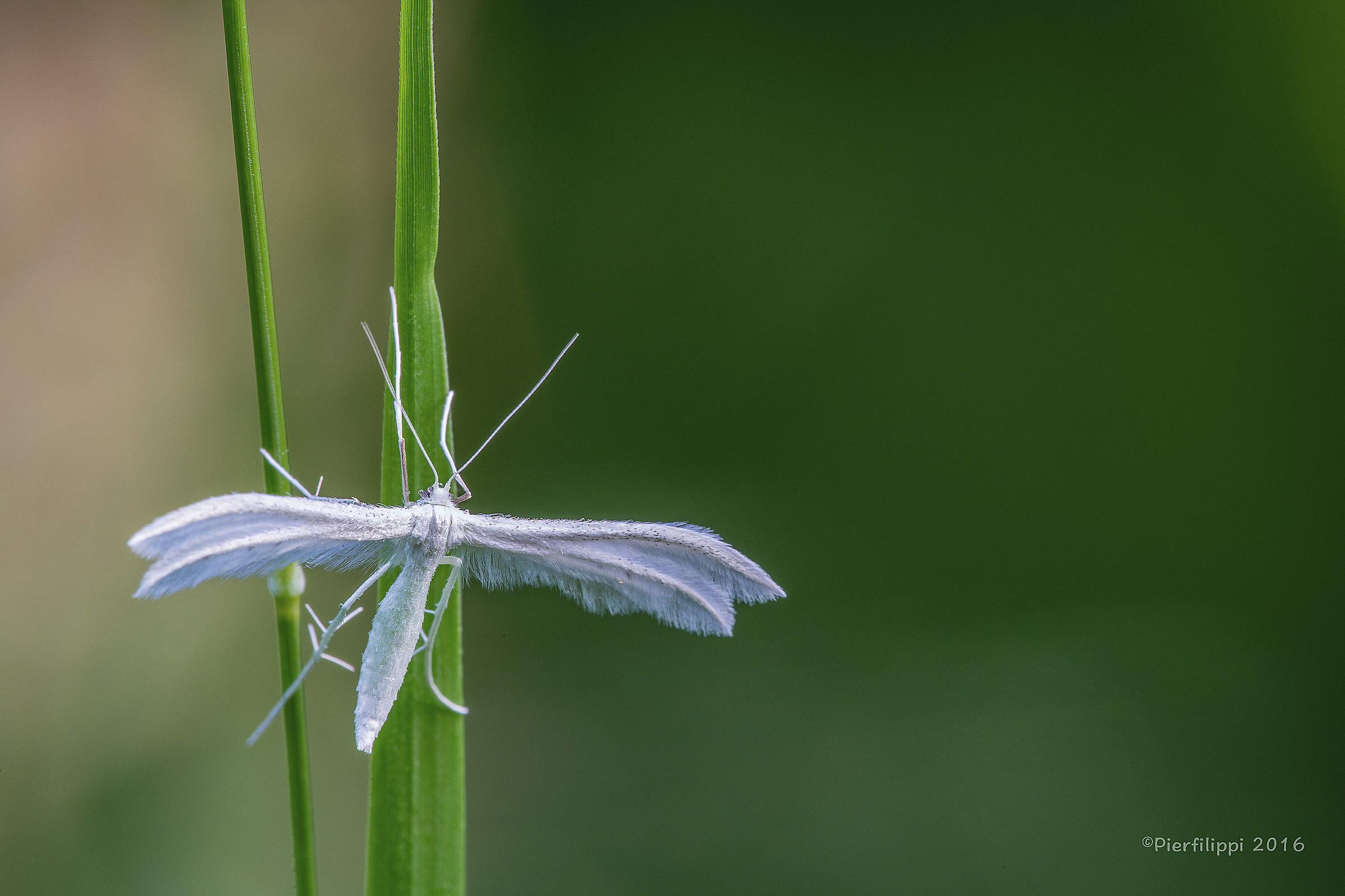 Pterophorus Pentadattyla...