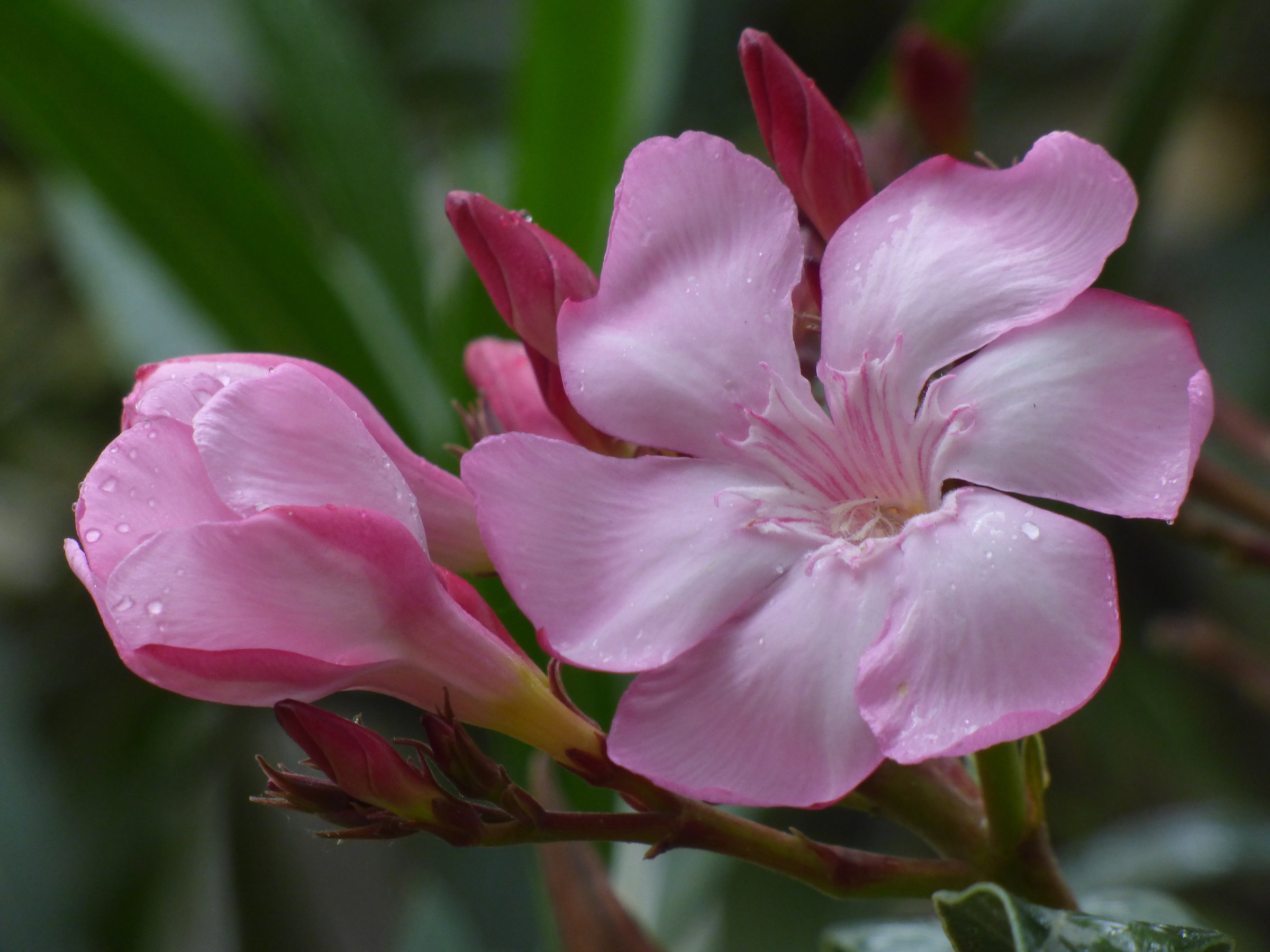 Oleander's flower...