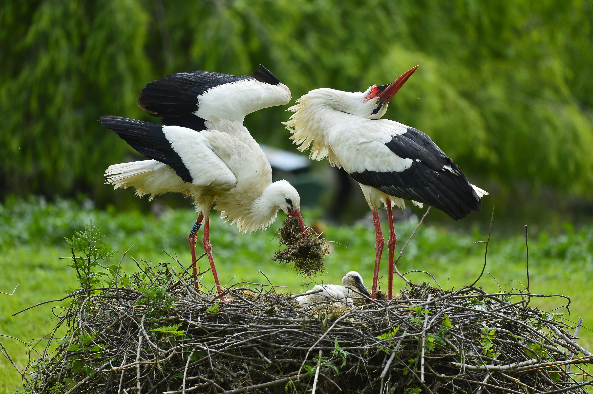 pair of storks with children, oasis racconigi...