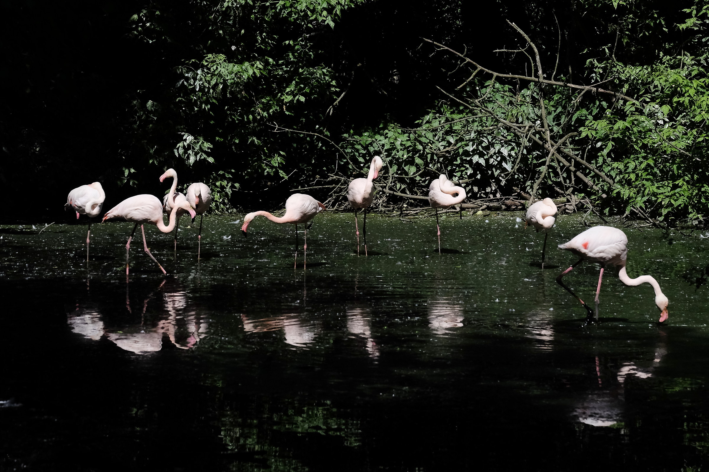 The Cuban Flamingos...