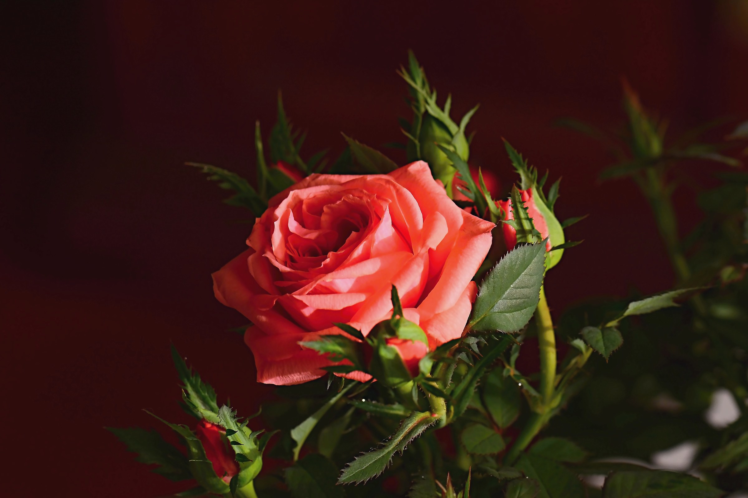 pink rose with buds...