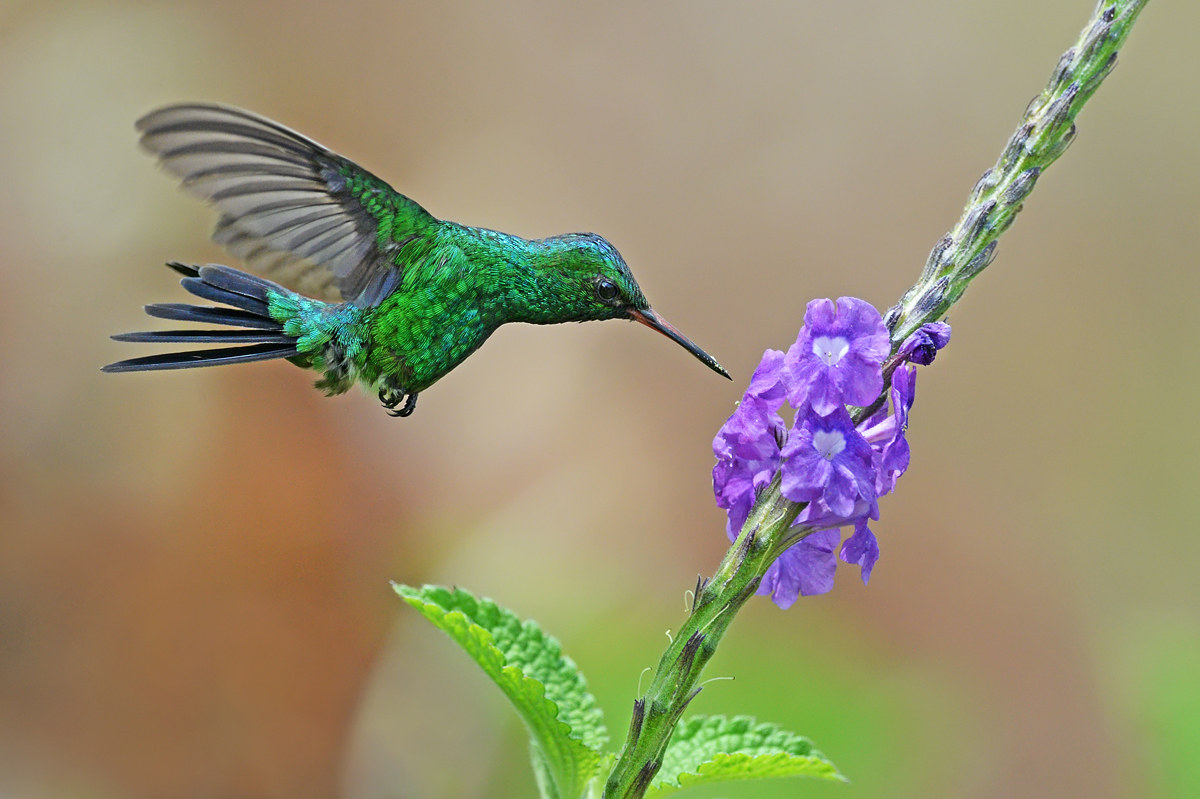 He is grappling with nectar "costa rica"...