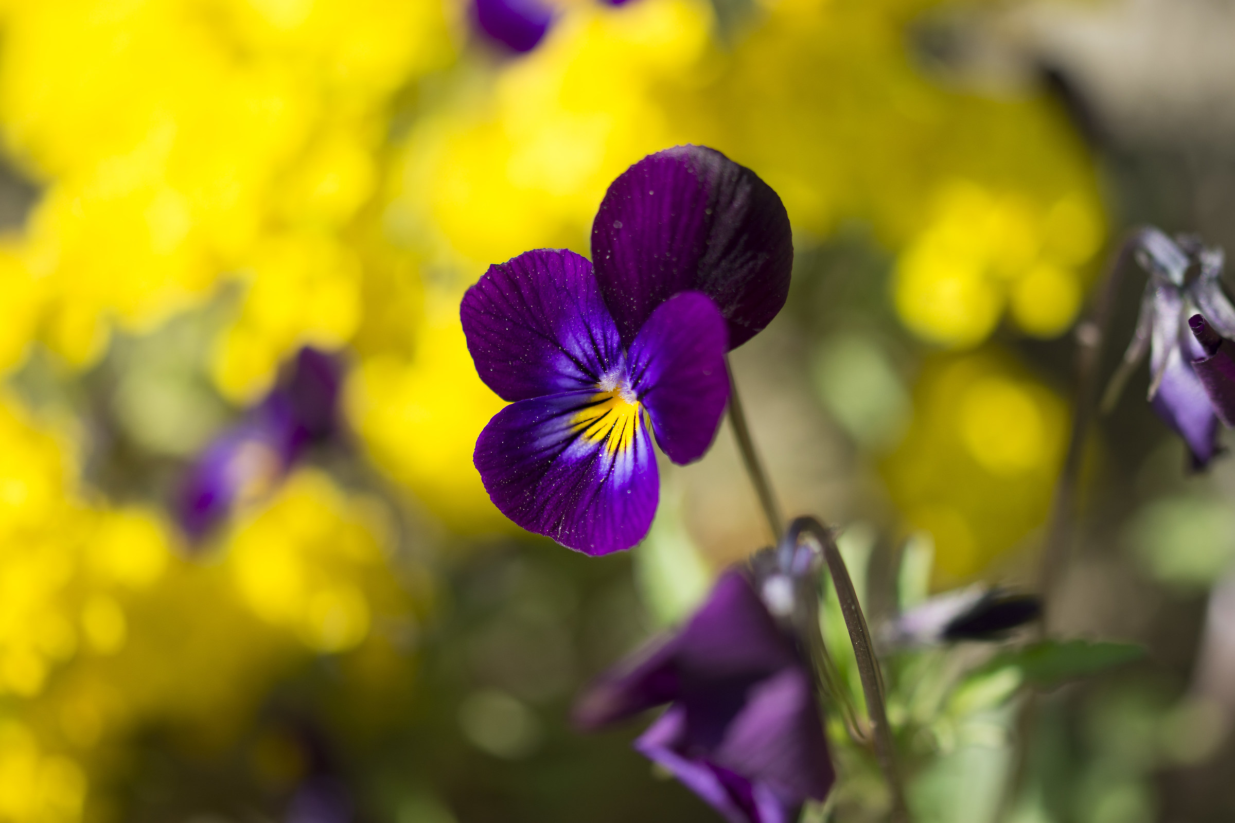 Viola tricolor L....