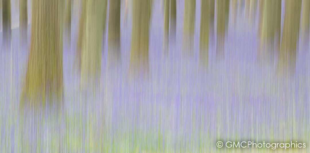 Bluebell Impressions...