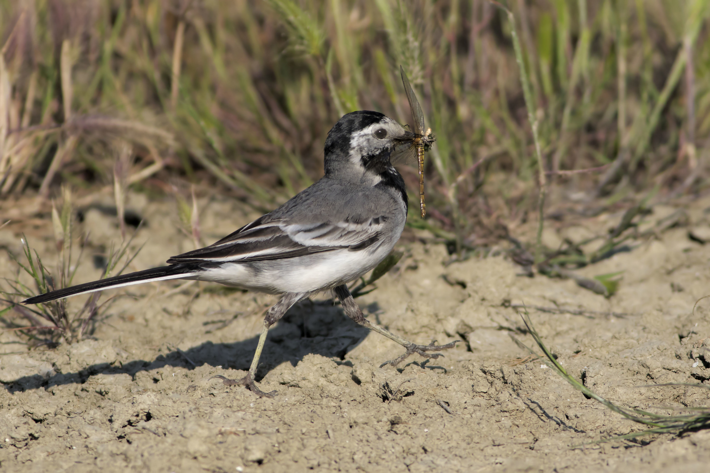 White Wagtail with prey...