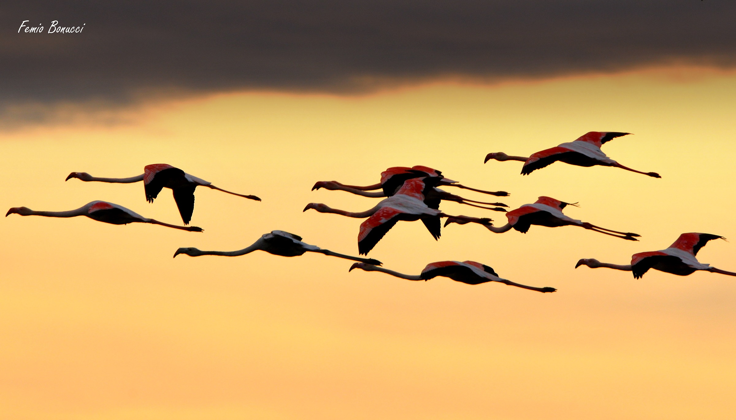 flying flamingos...