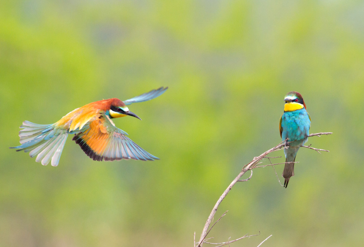 First bee-eaters 2016...
