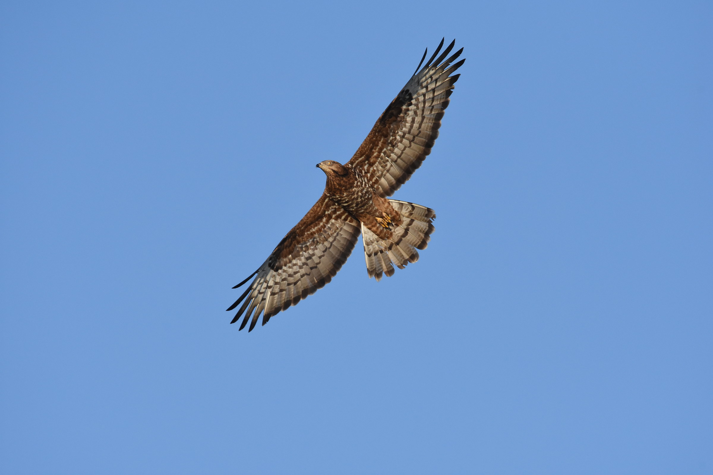honey buzzard...