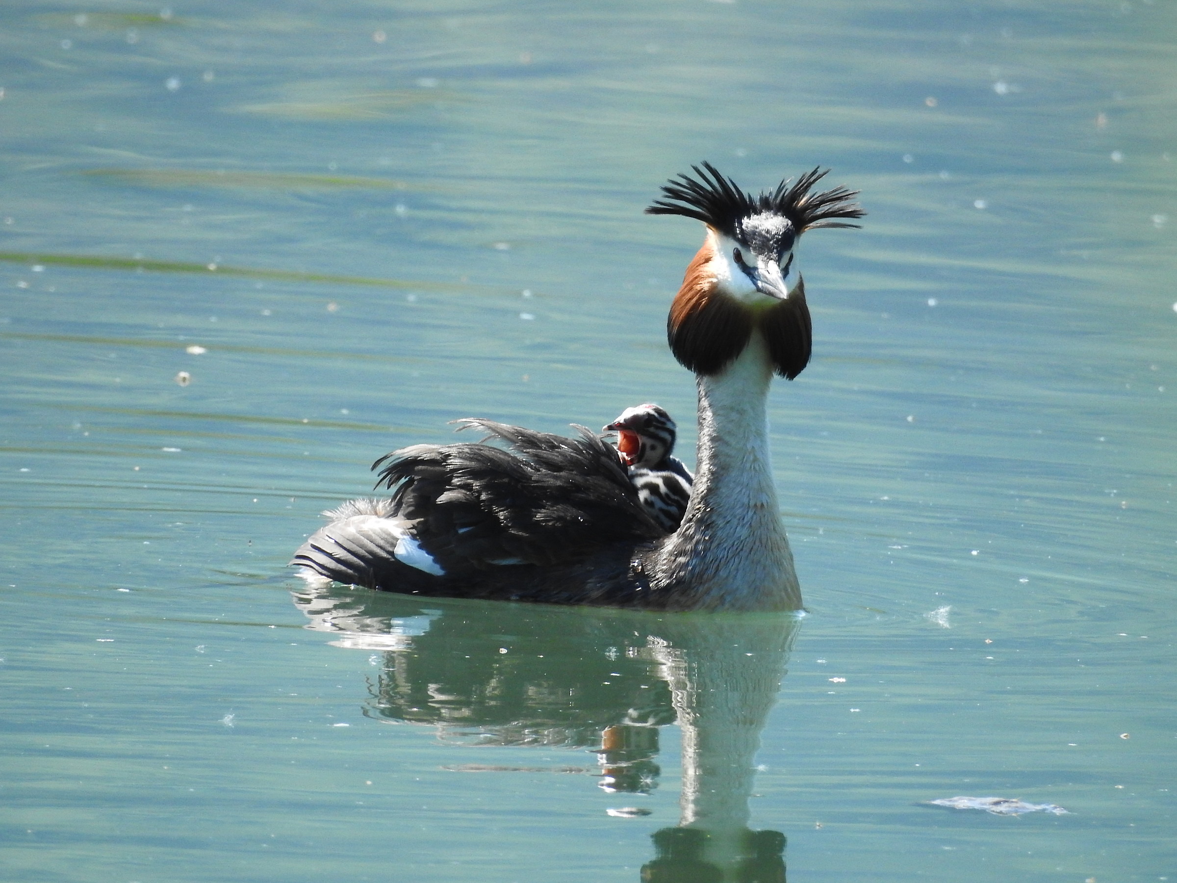 Grebe with chicks...