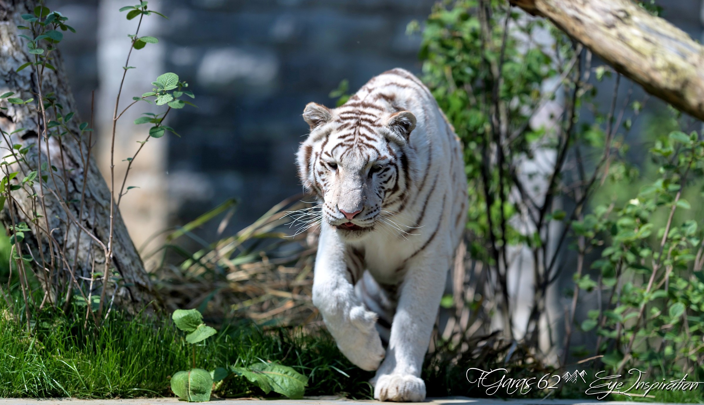 Deux tigres blancs à Pairi Daiza. Mumbai en Sanka...