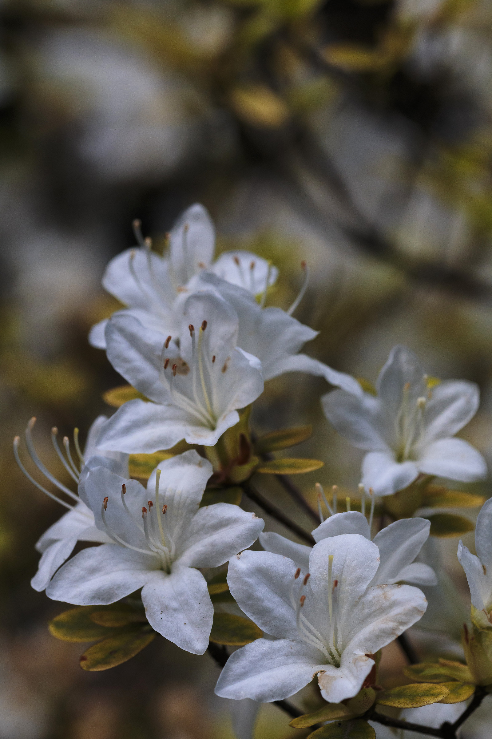 Fiore di Azalea bianca...