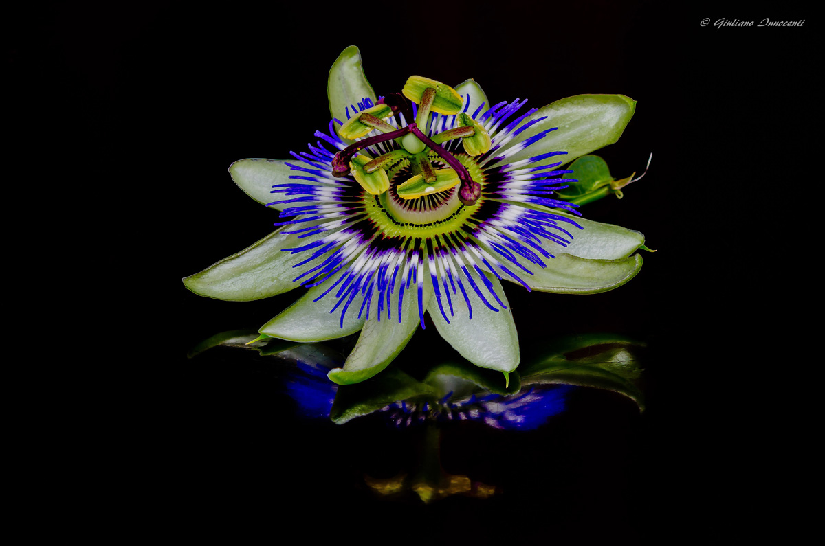 Passionflower...
