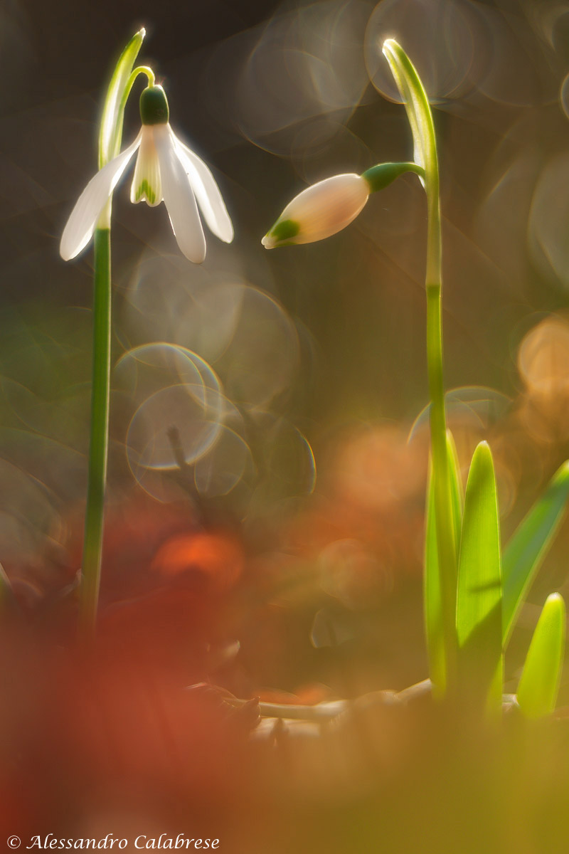Snowdrop...