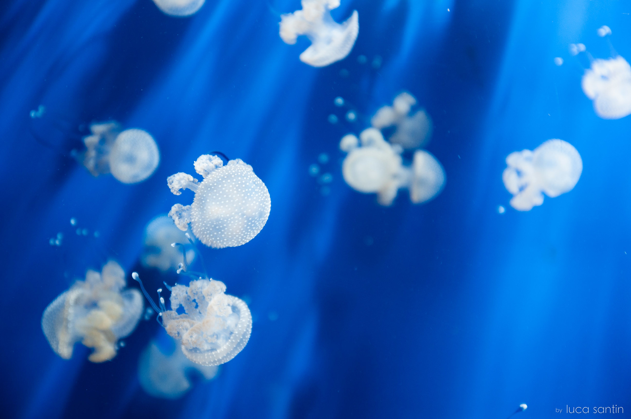 Blue jellyfish...