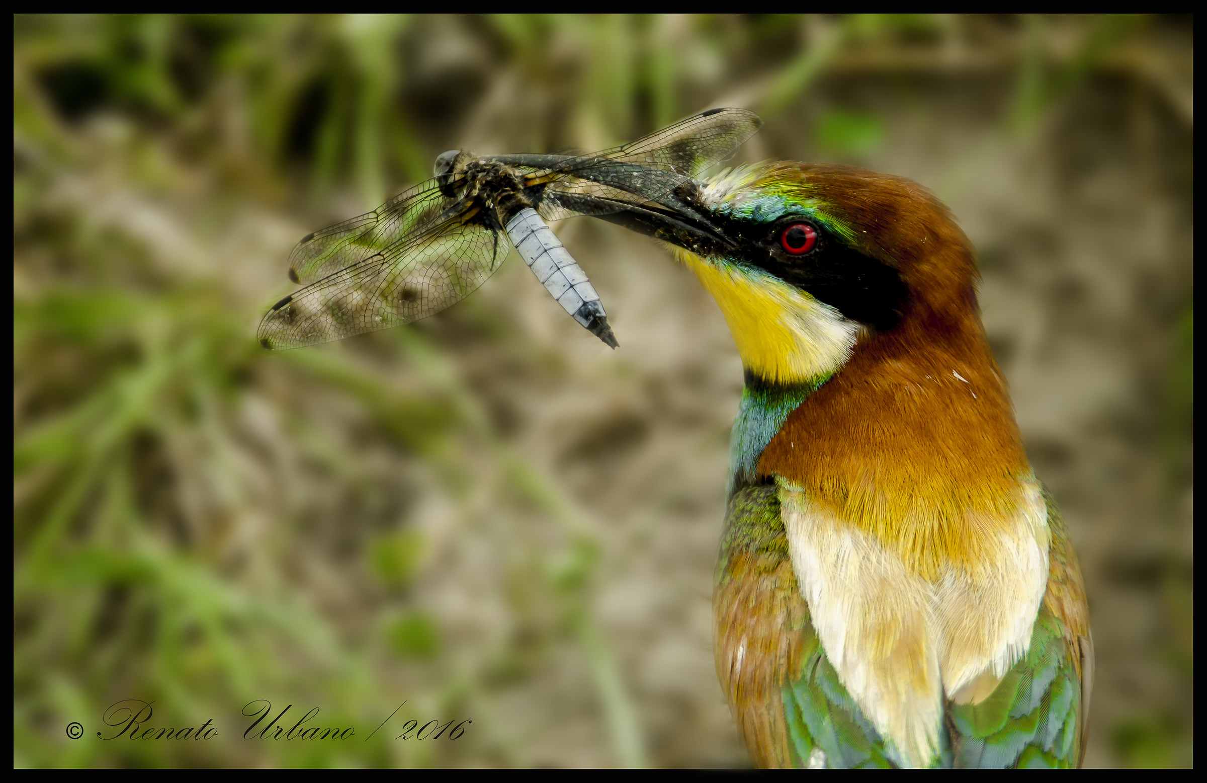 Eater (Merops Apiaster) with dragonfly...