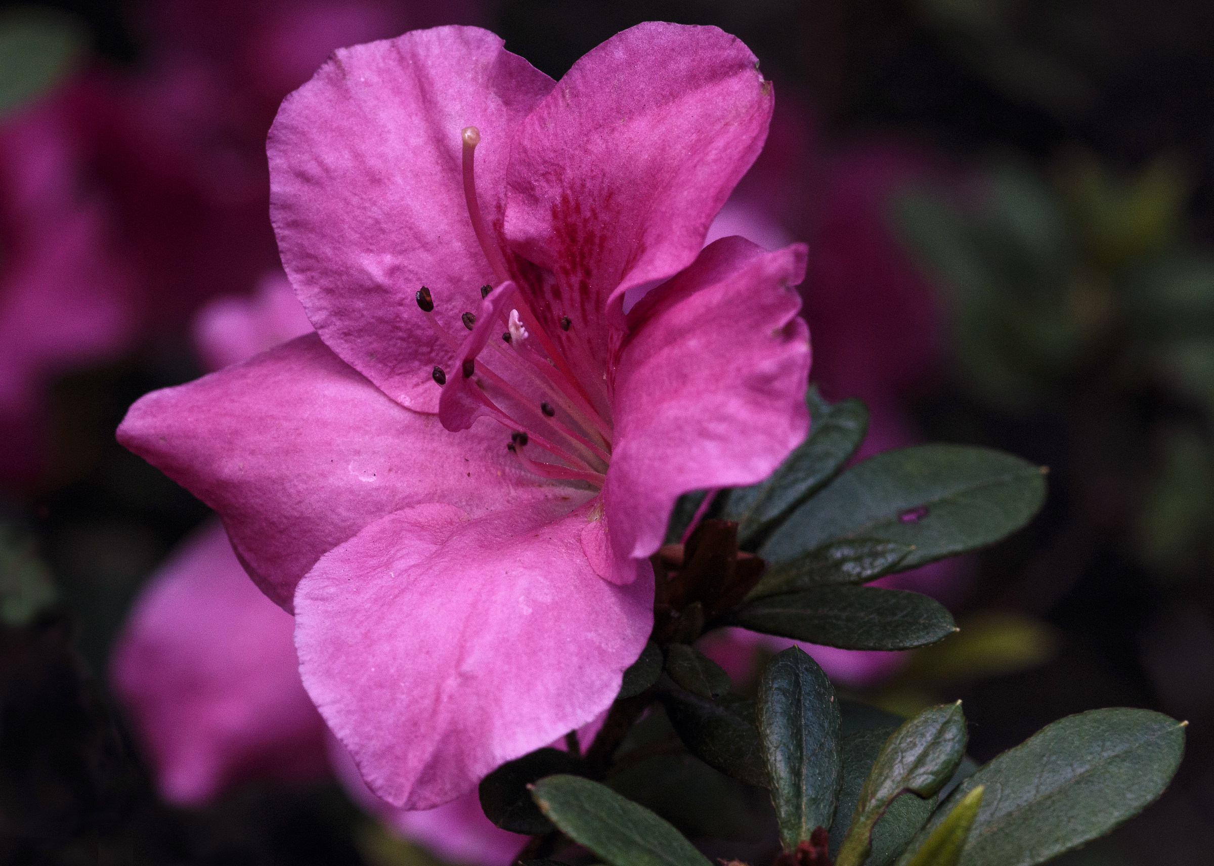 Fiore di Rododendro o di Azalea ?...