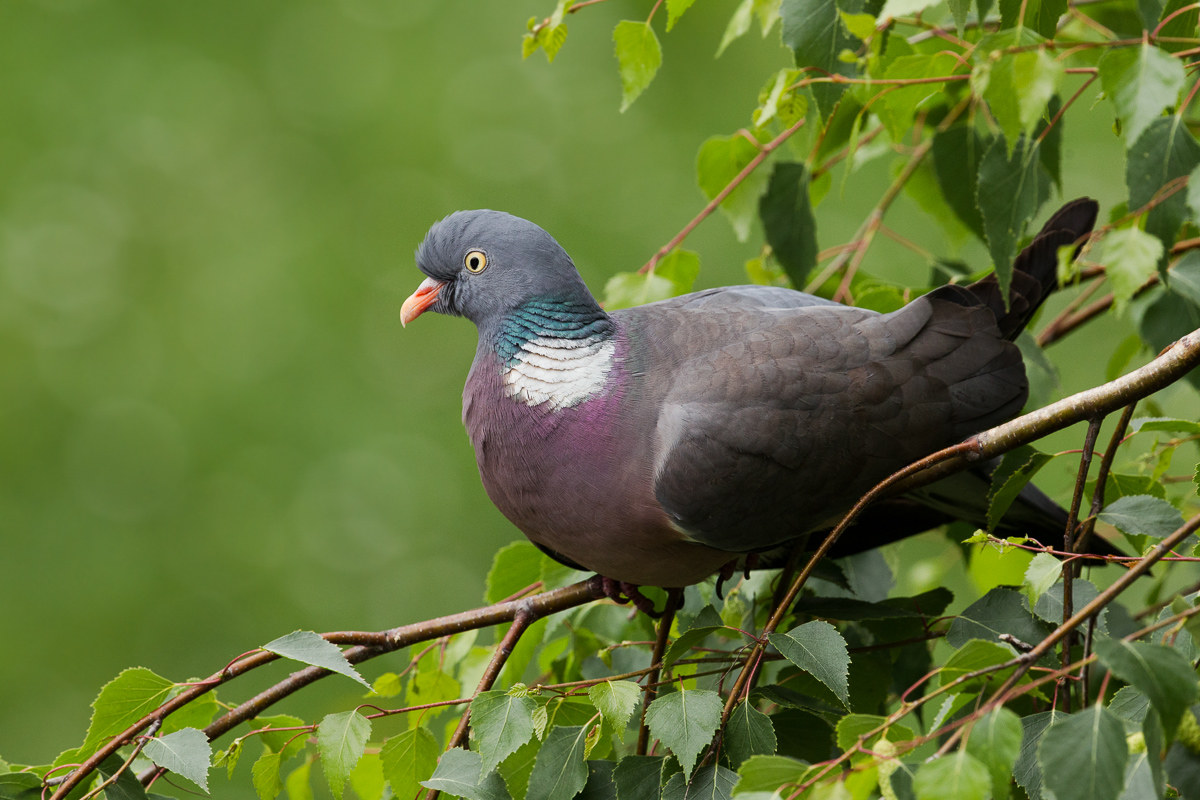 Wood pigeon (Columba palumbus) ......