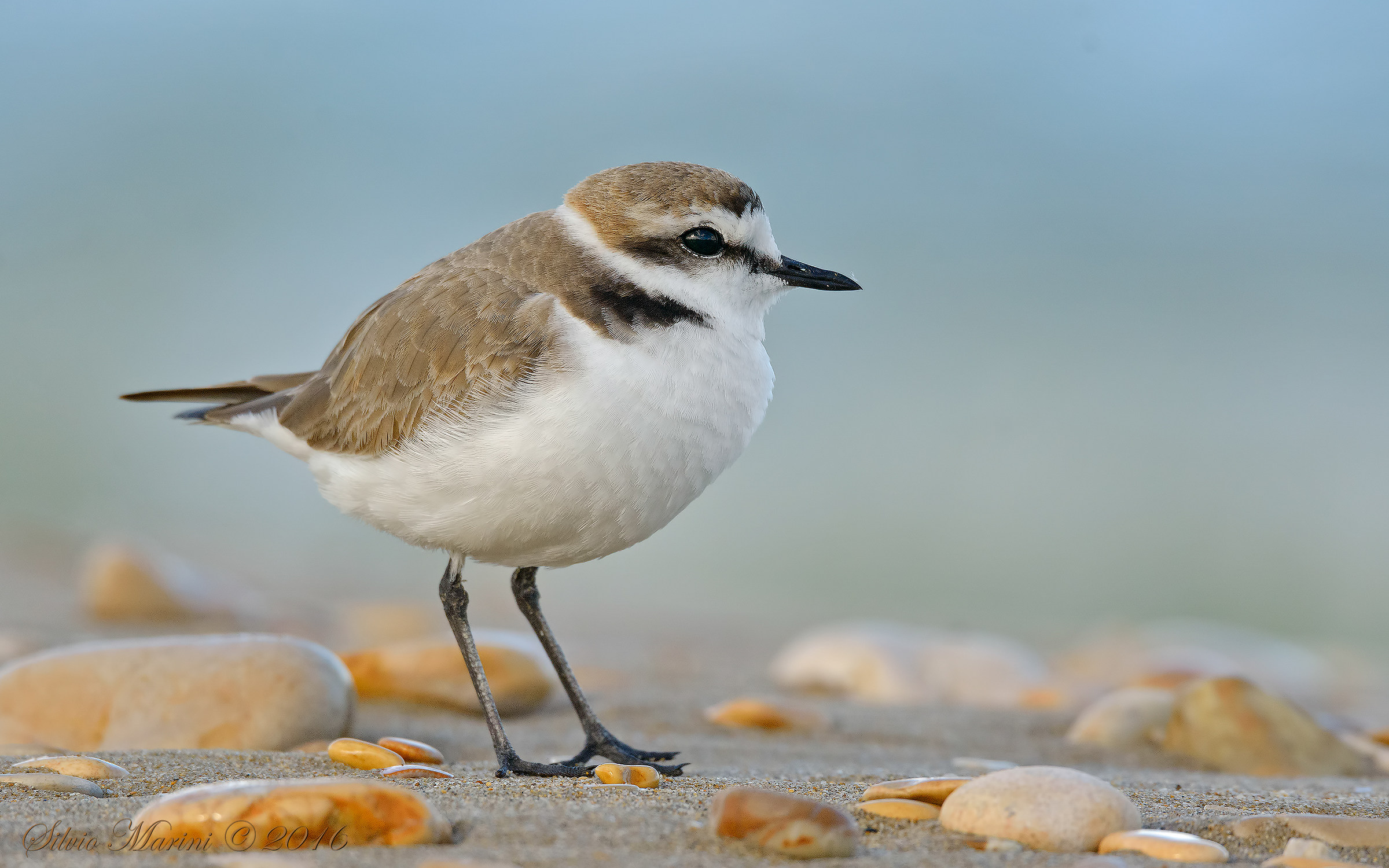 Kentish plover (charadrius Alexandrinus) The plumule....