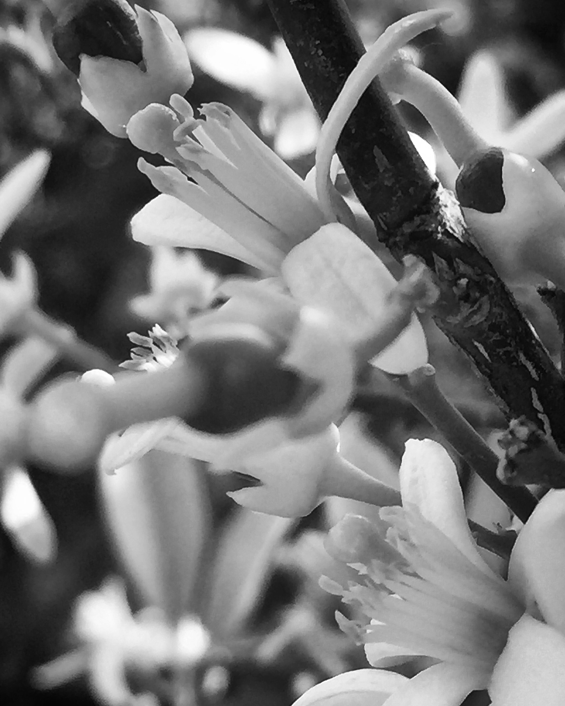 Flower...
