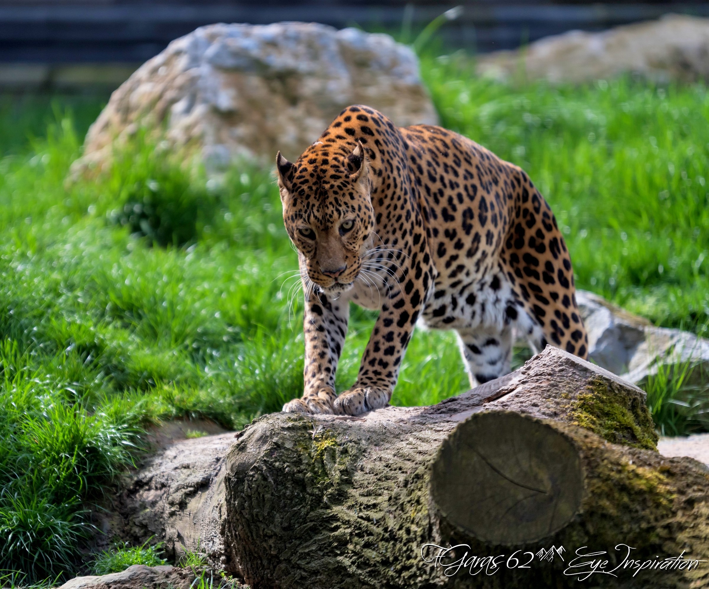 Le Leopard - Pairi daiza...