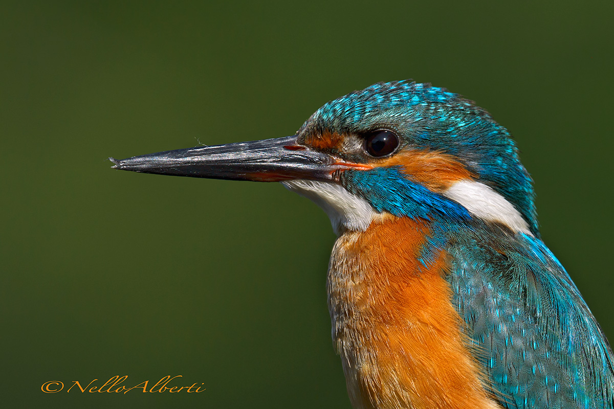 Kingfisher with bent beak...