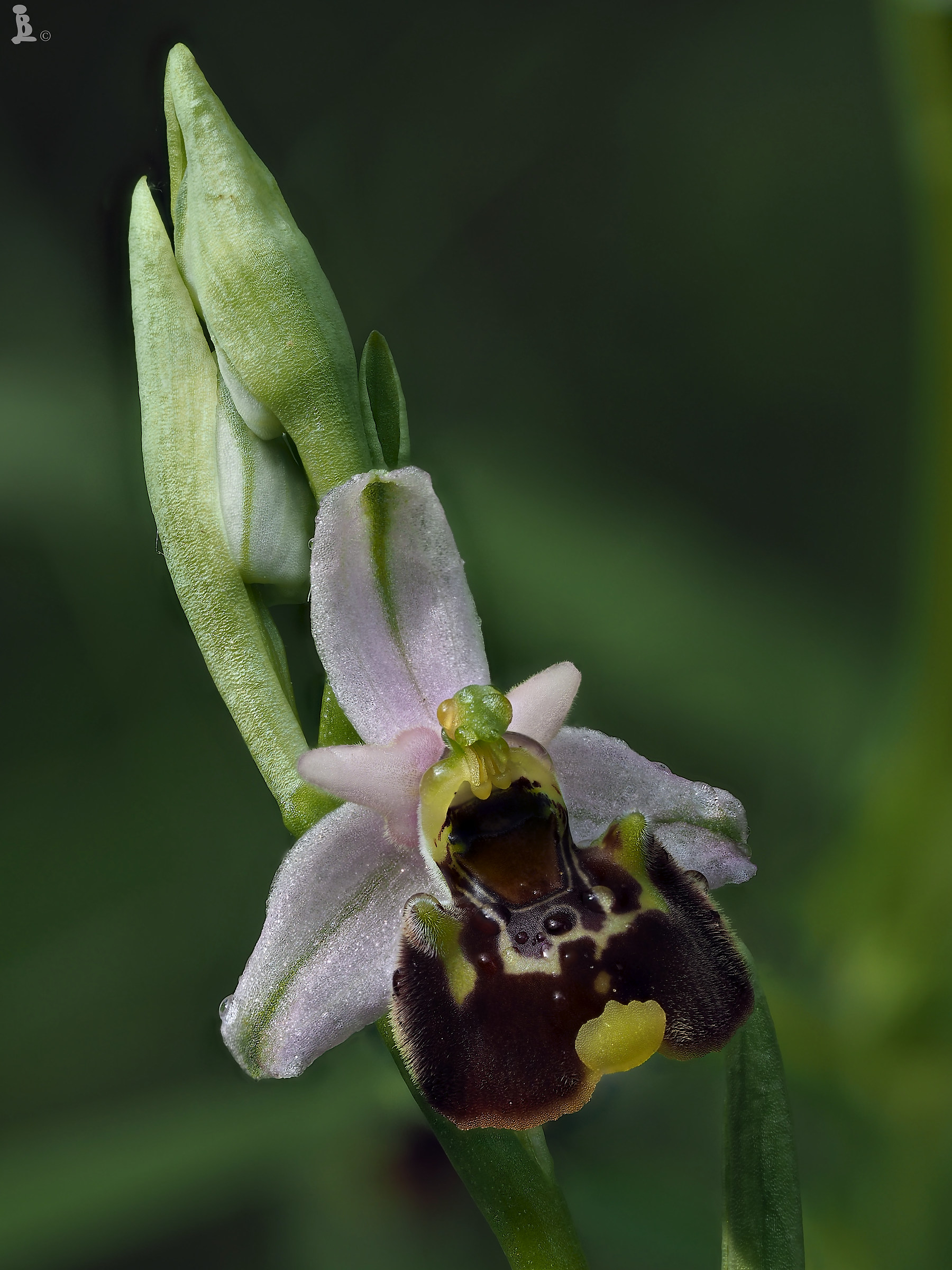 Ophrys fuciflora...