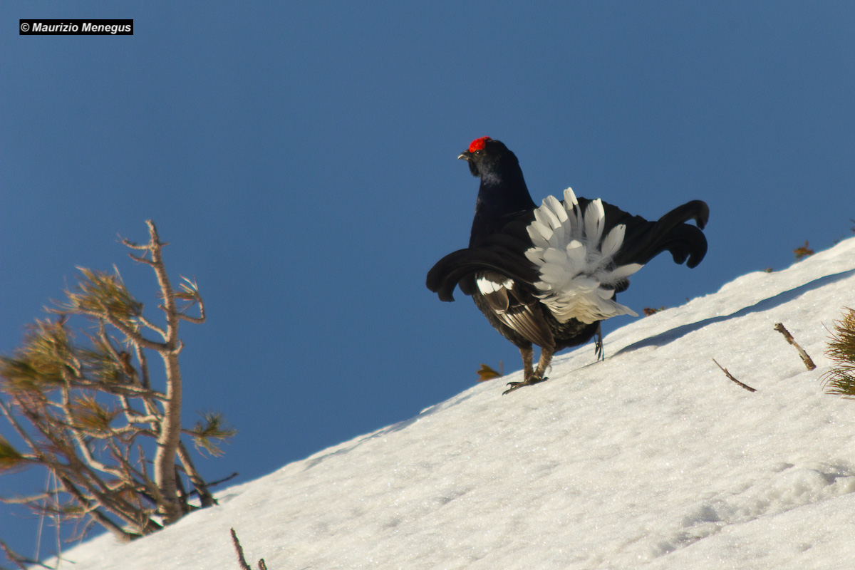 The Black Grouse controls its arena .........