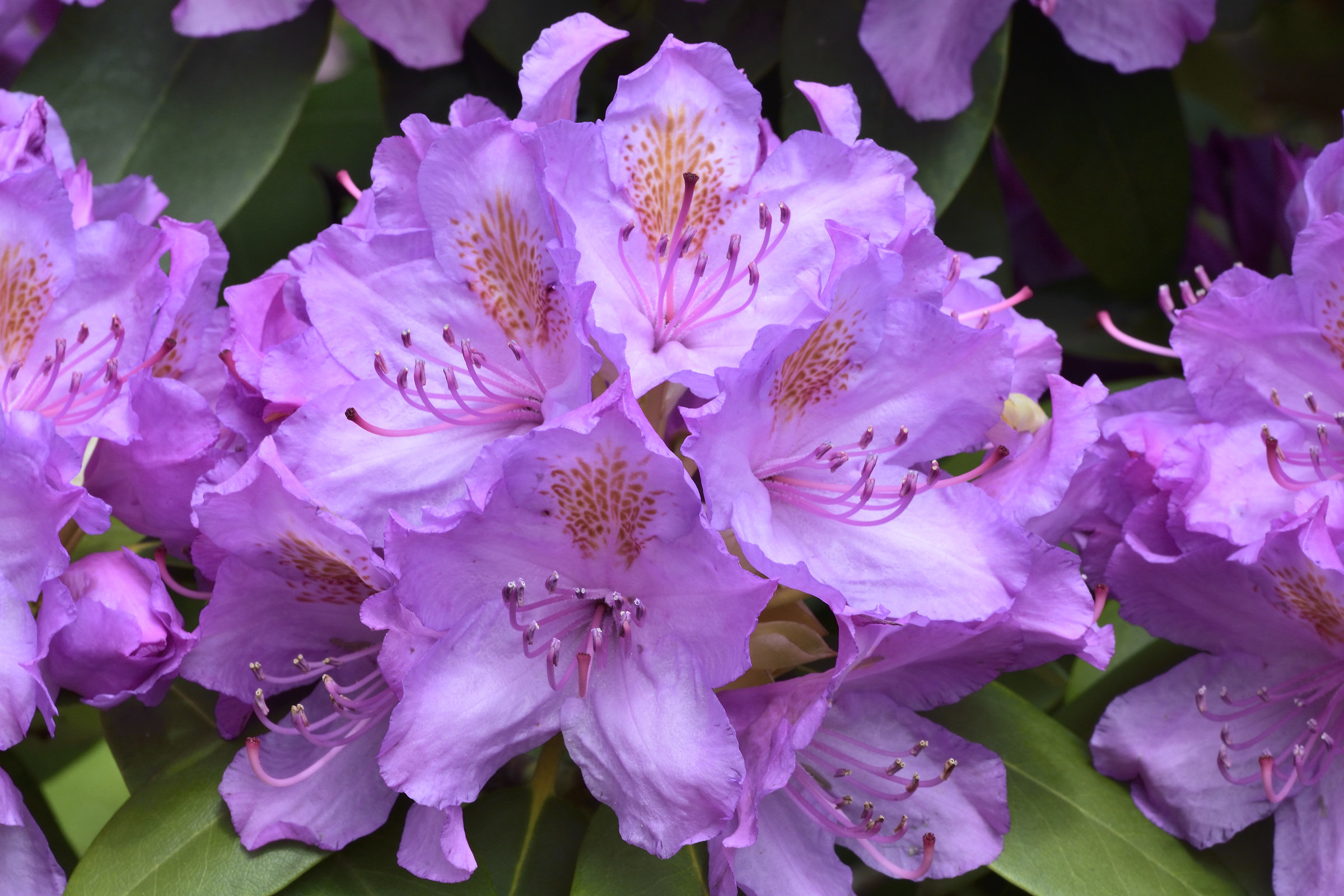 rhododendron...