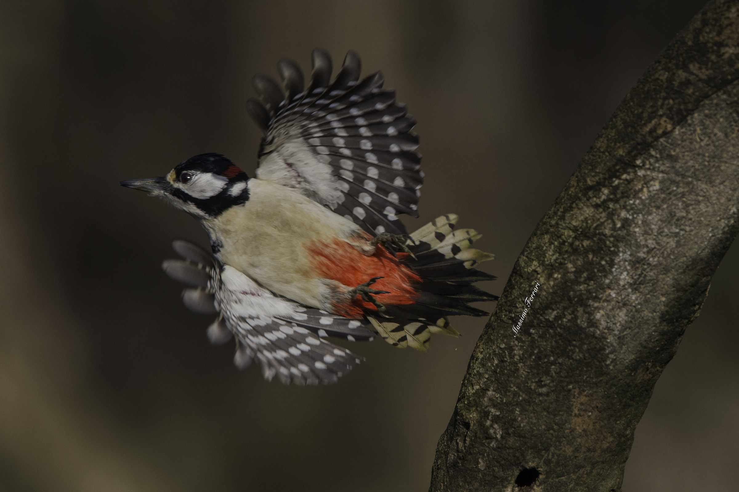 Woodpecker taking flight...