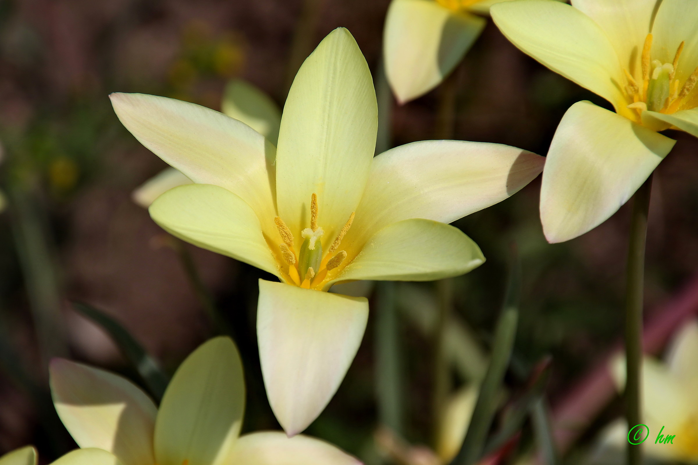 Tulipano di clusius (Tulipa clusiana)...