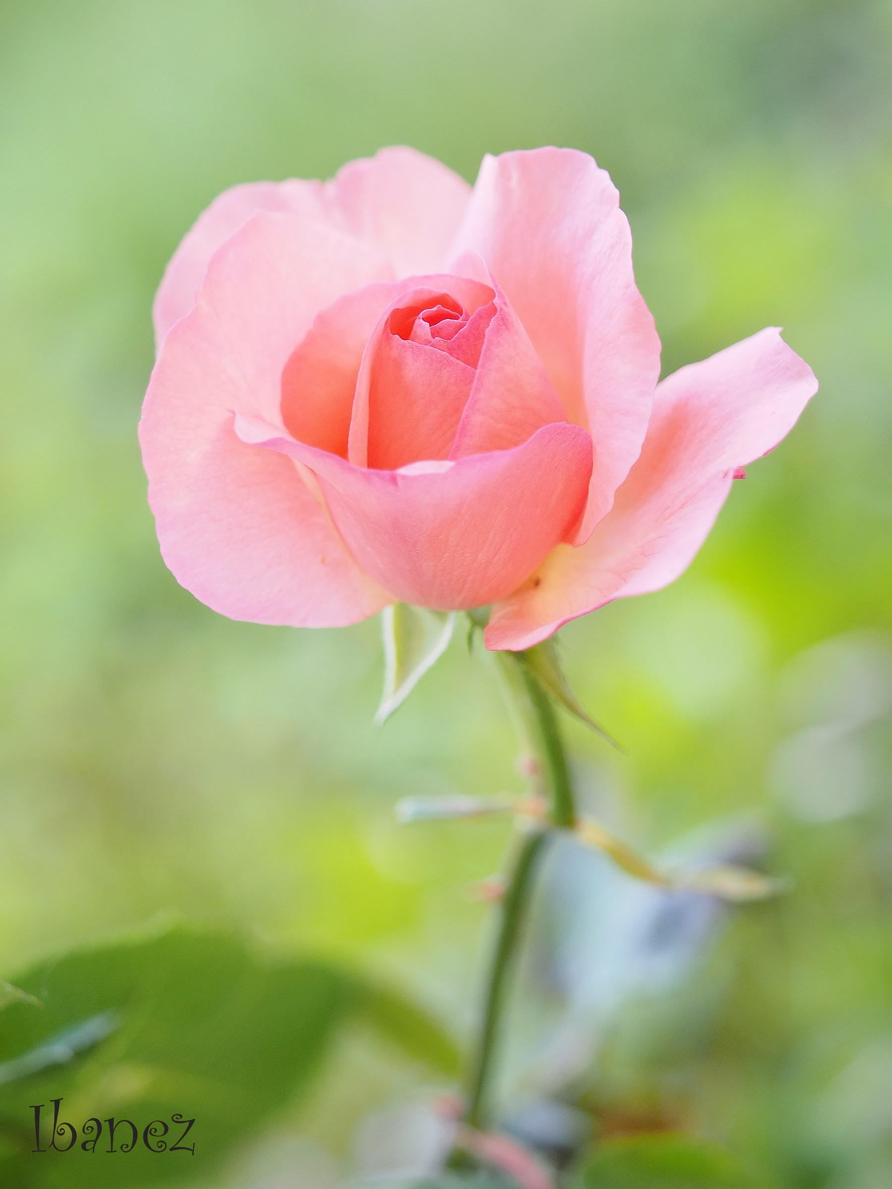 pink rose...