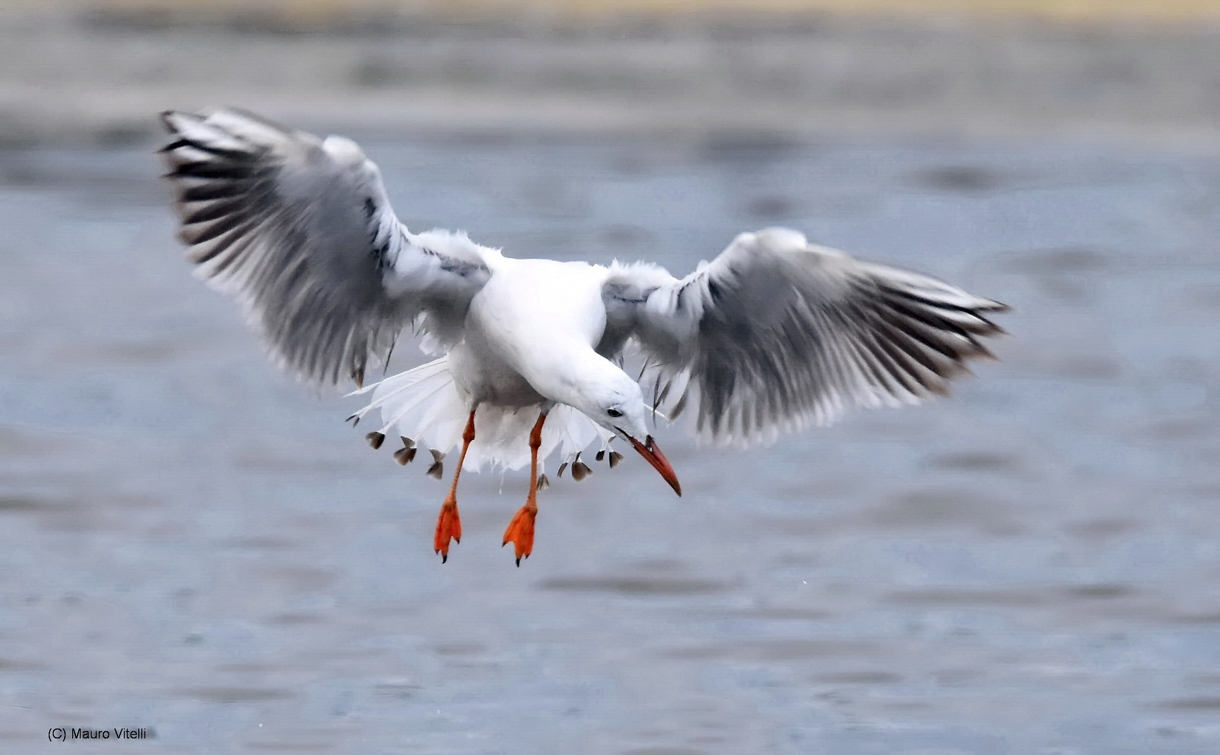 Seagull in Hunting...