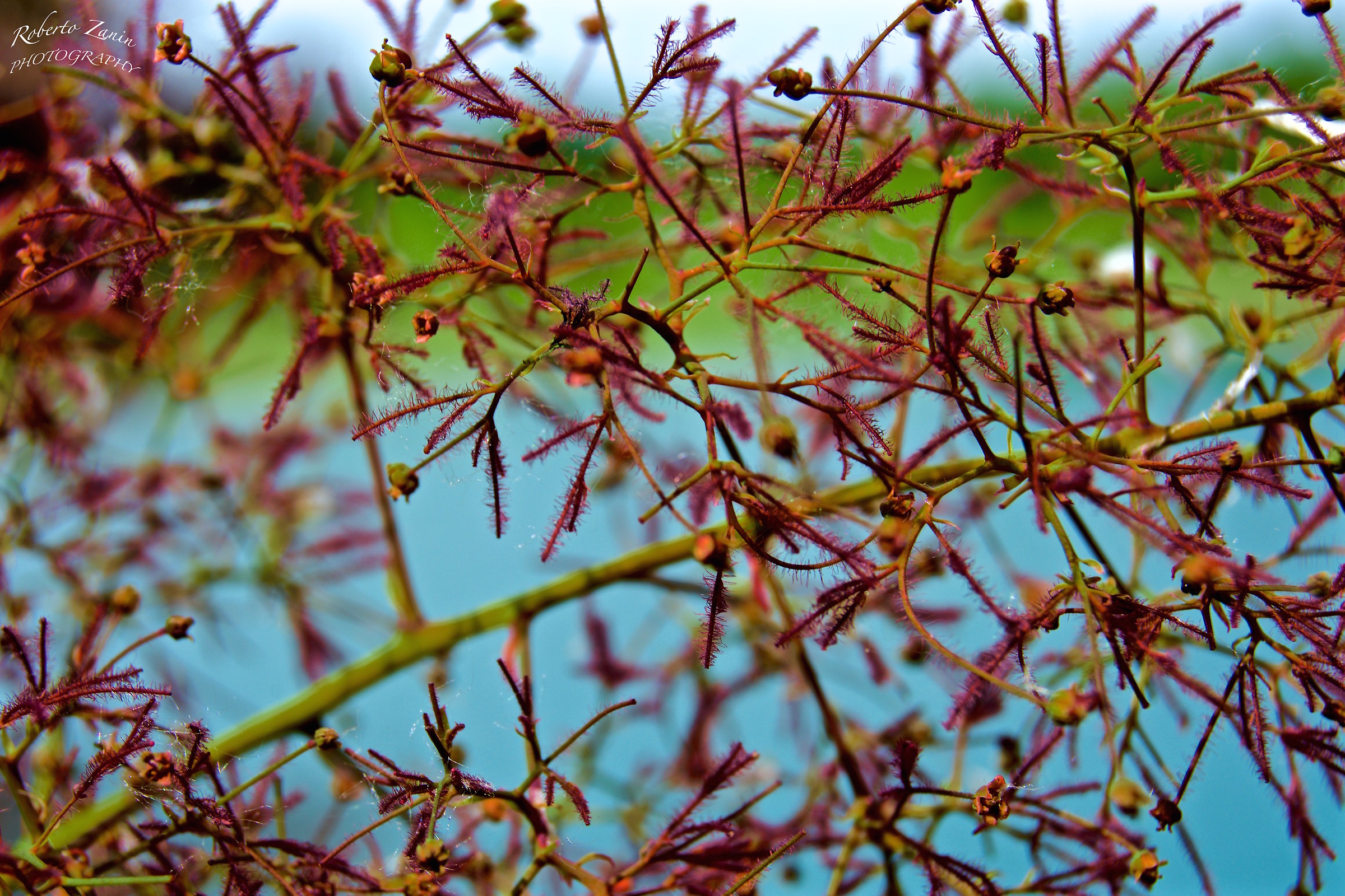 Cotinus Coggygria...Albero della nebbia...