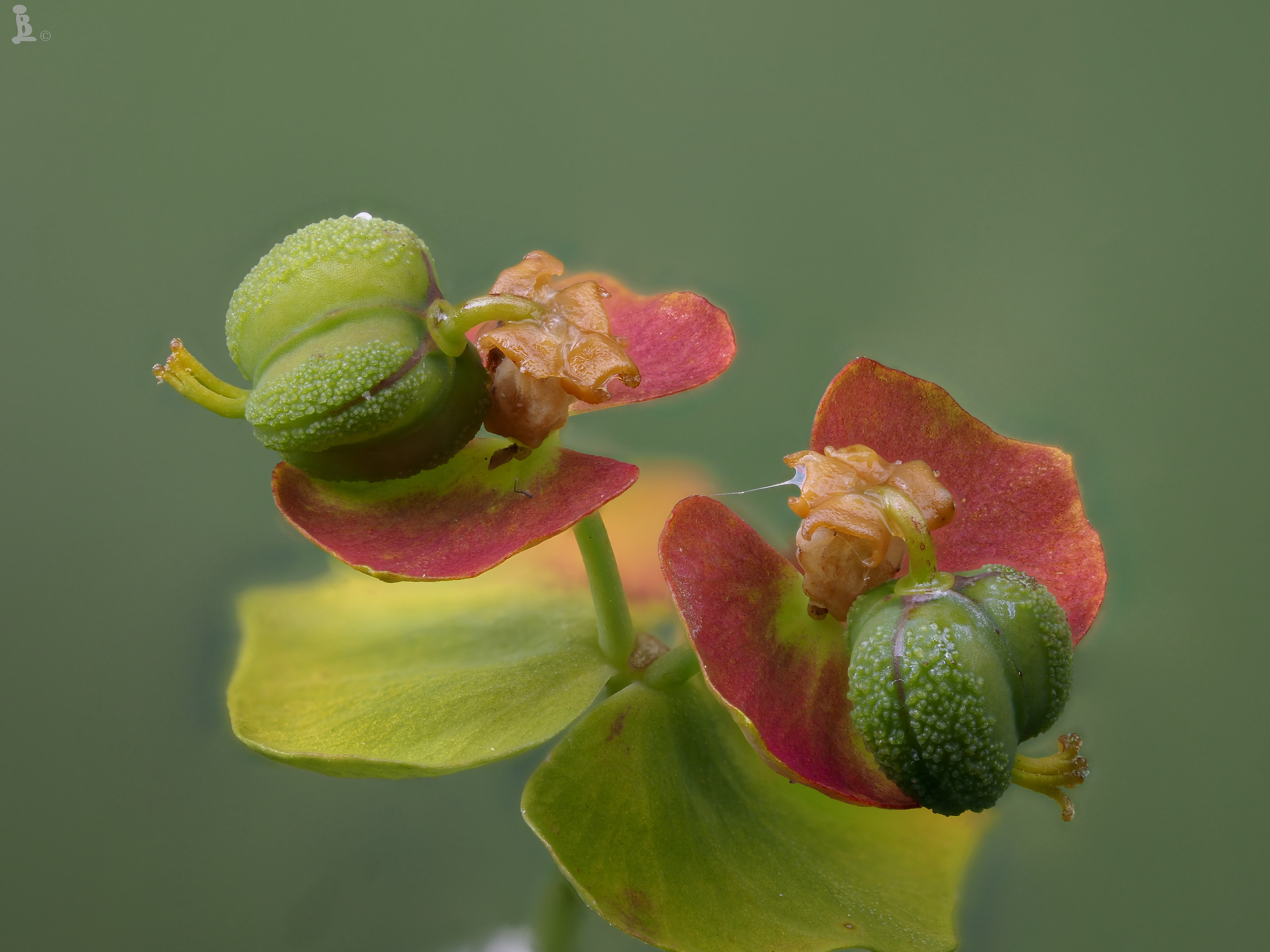 Euphorbia cyparissias...