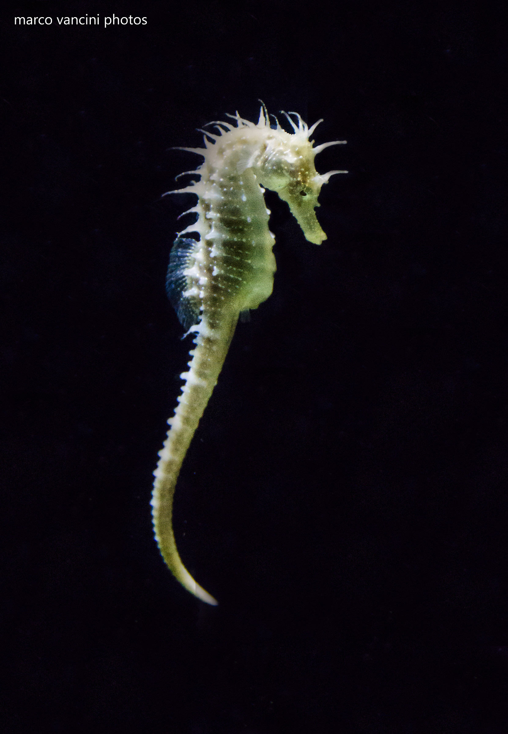 Seahorse...