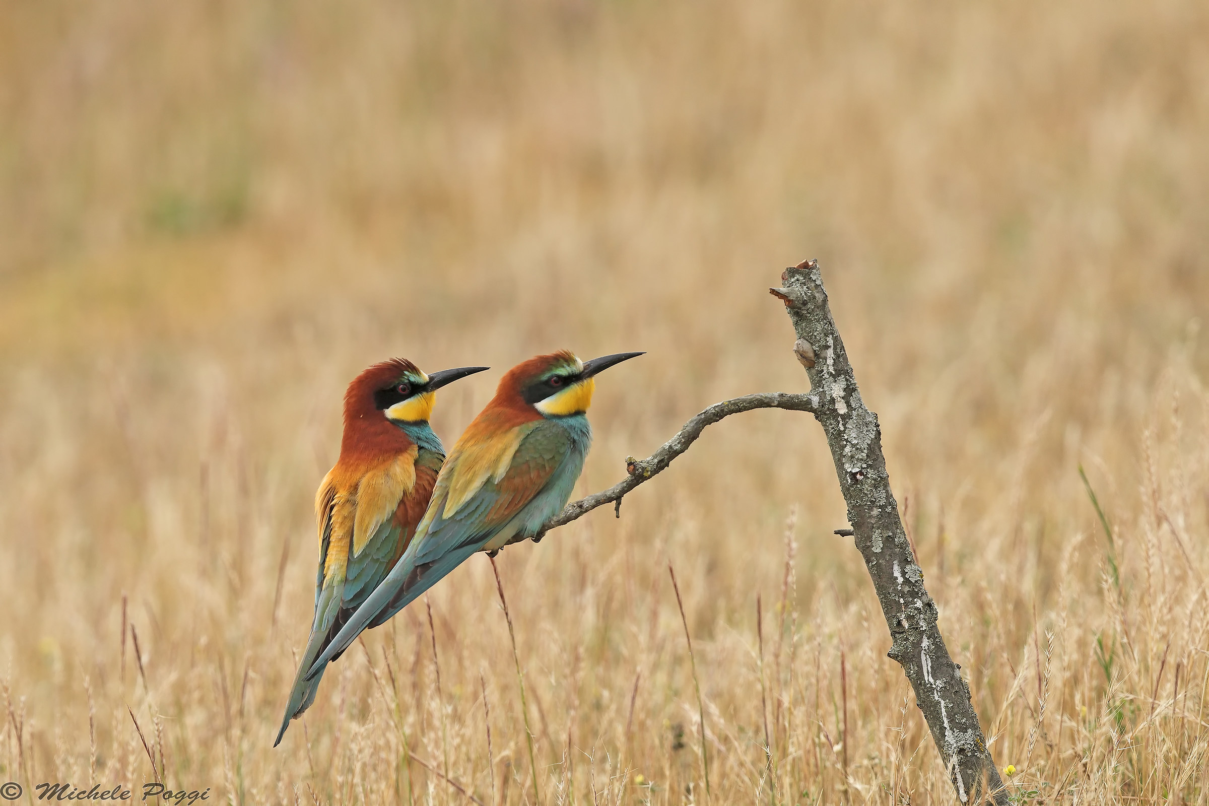 bee-eaters...