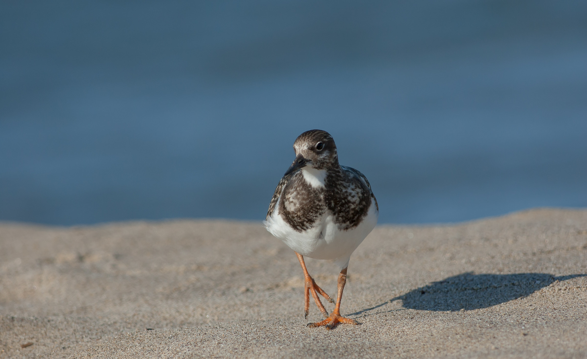 Turnstone...