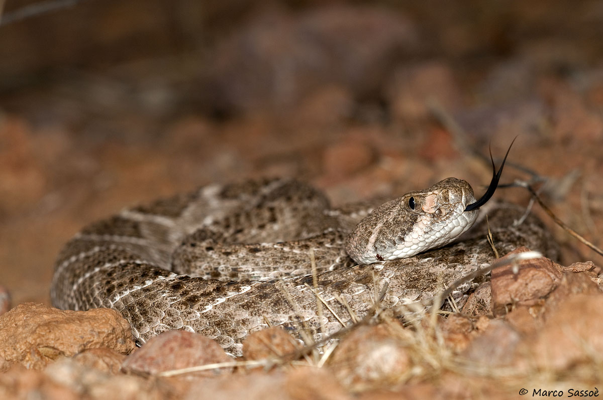 Western Diamondback Rattlesnake, in situ...