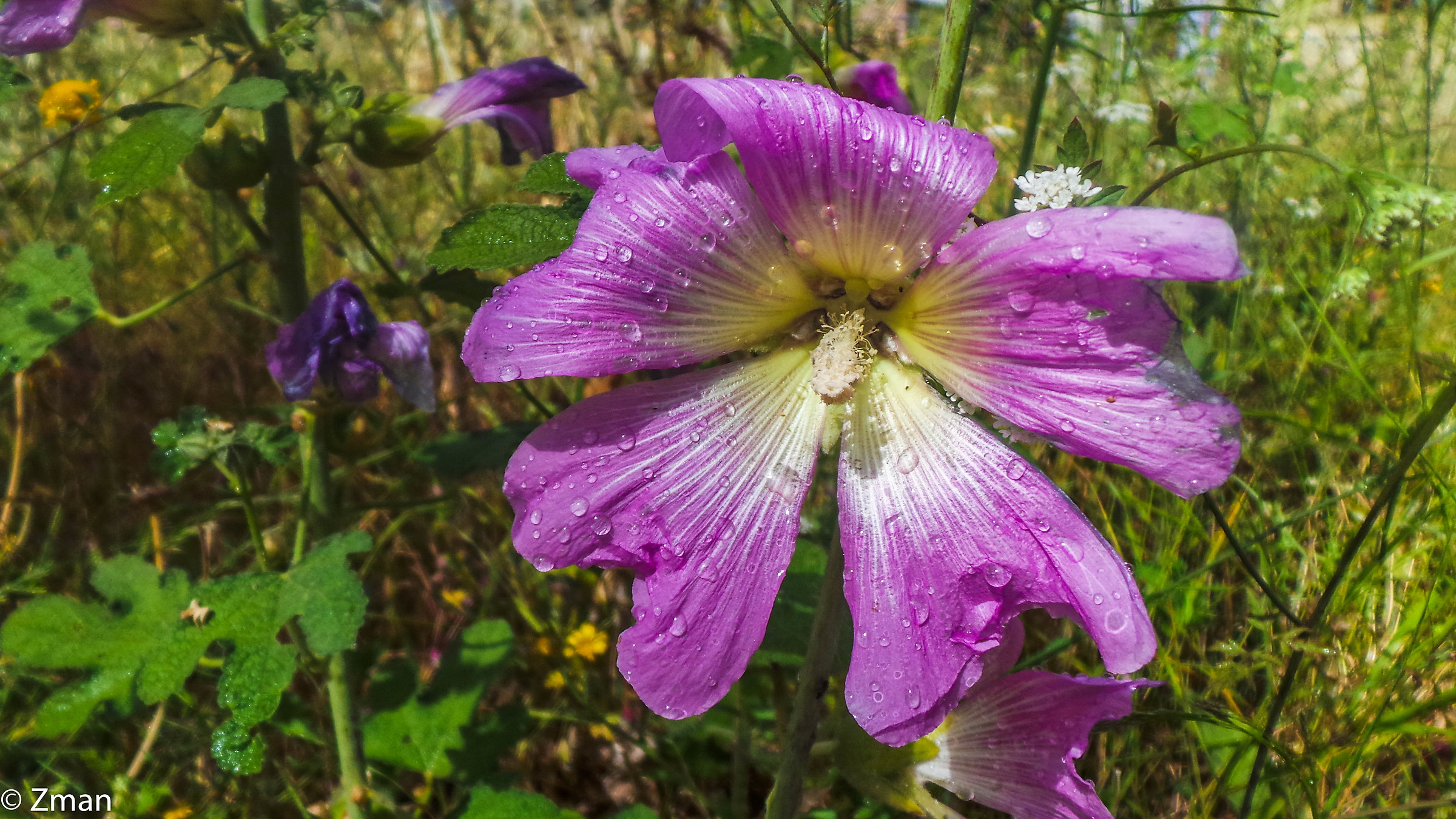 Fiori...