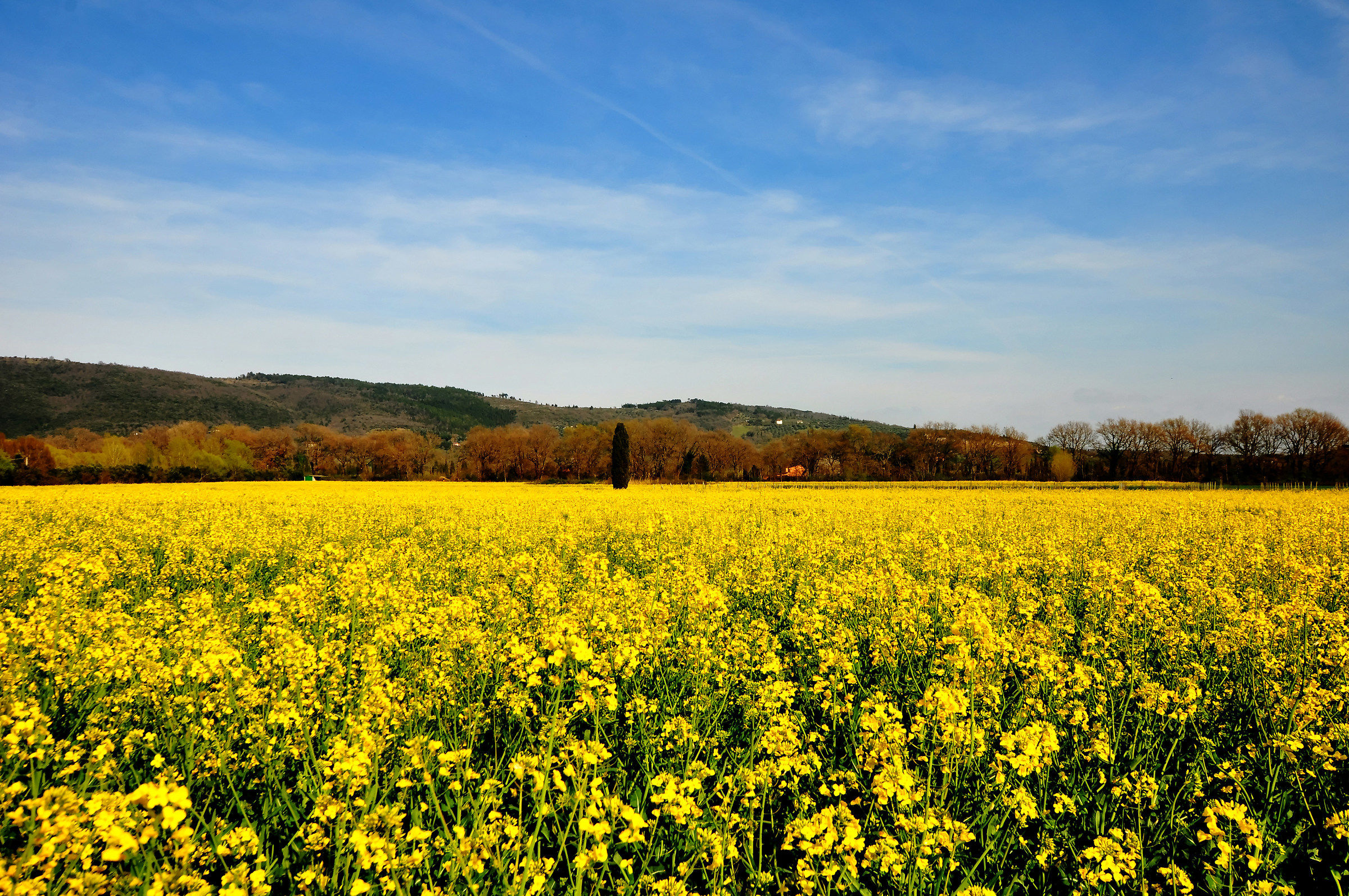 Spring in Yellow Fantasy...