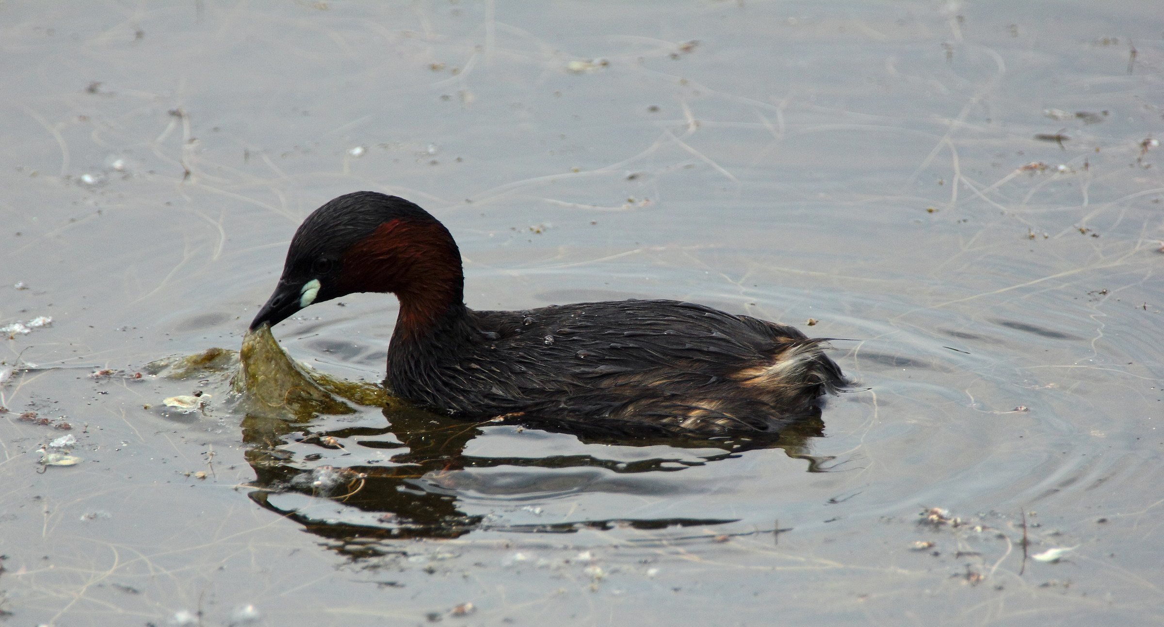 Little Grebe, Tachybaptus ruficollis...