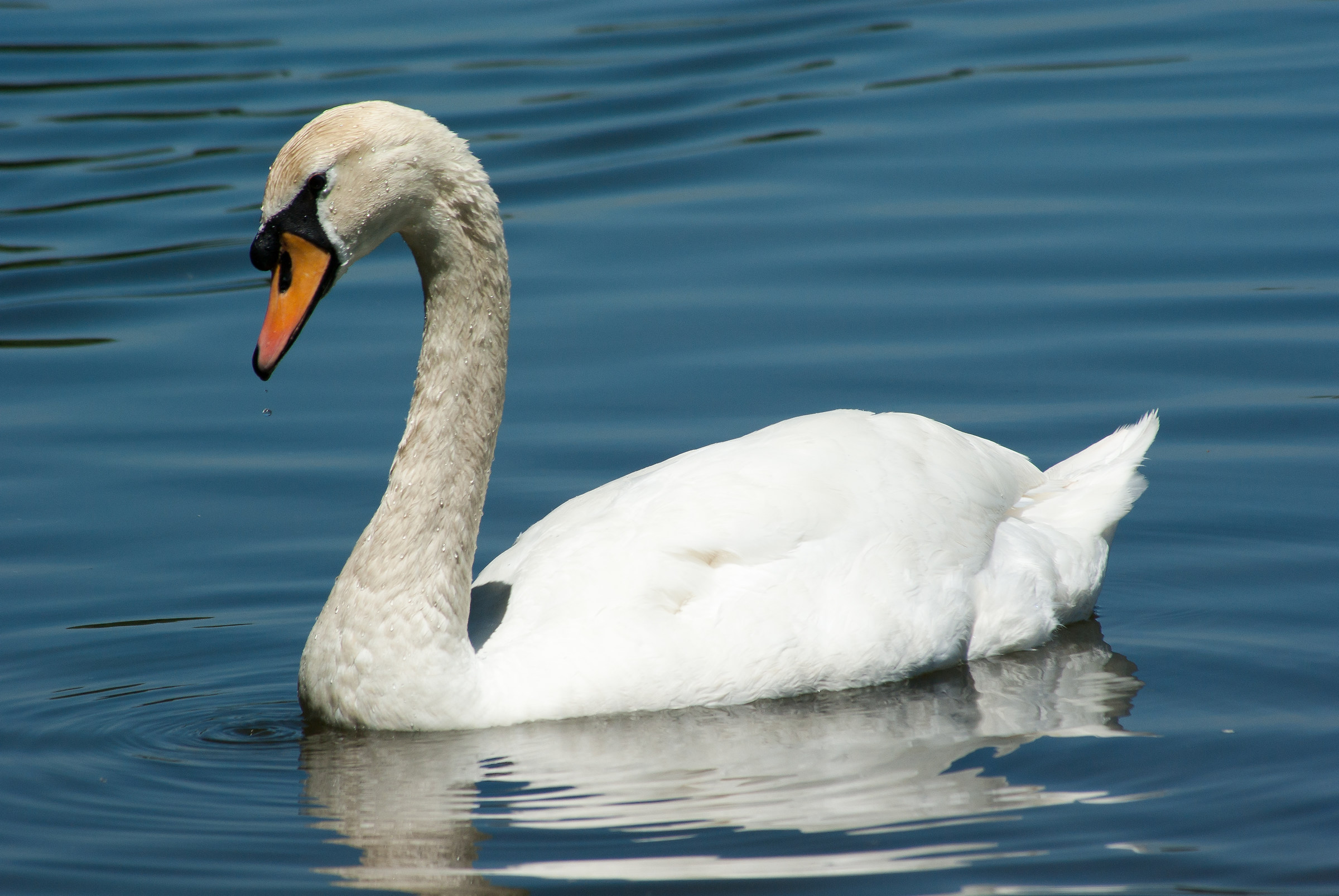 Cigno...