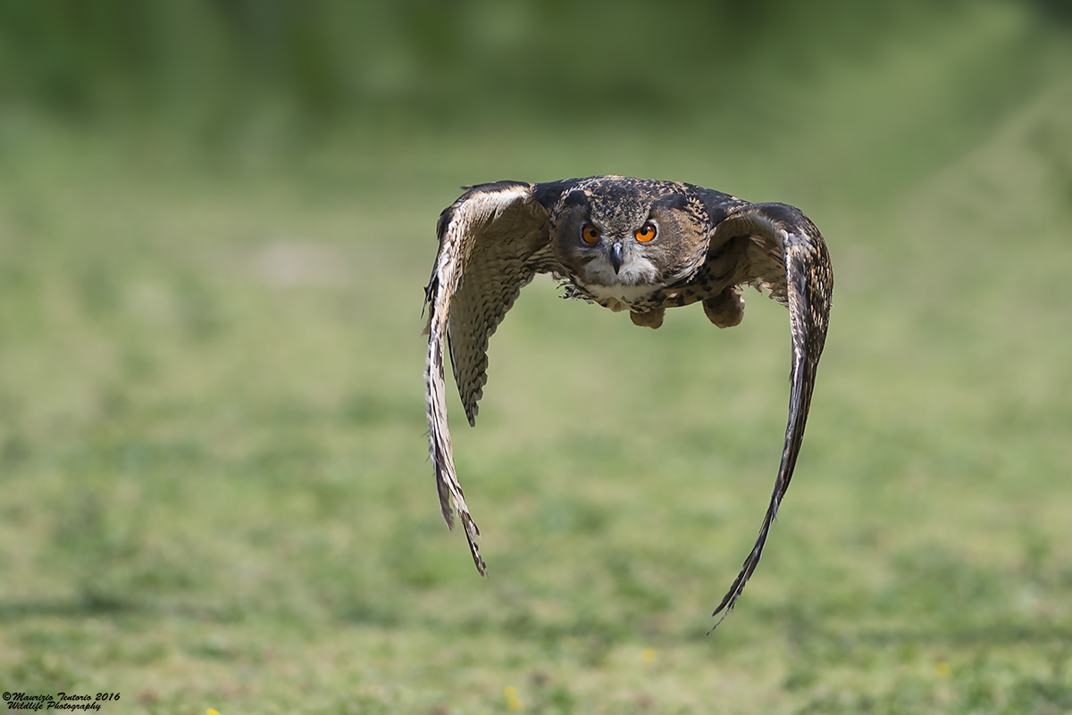 African Eagle Owl...