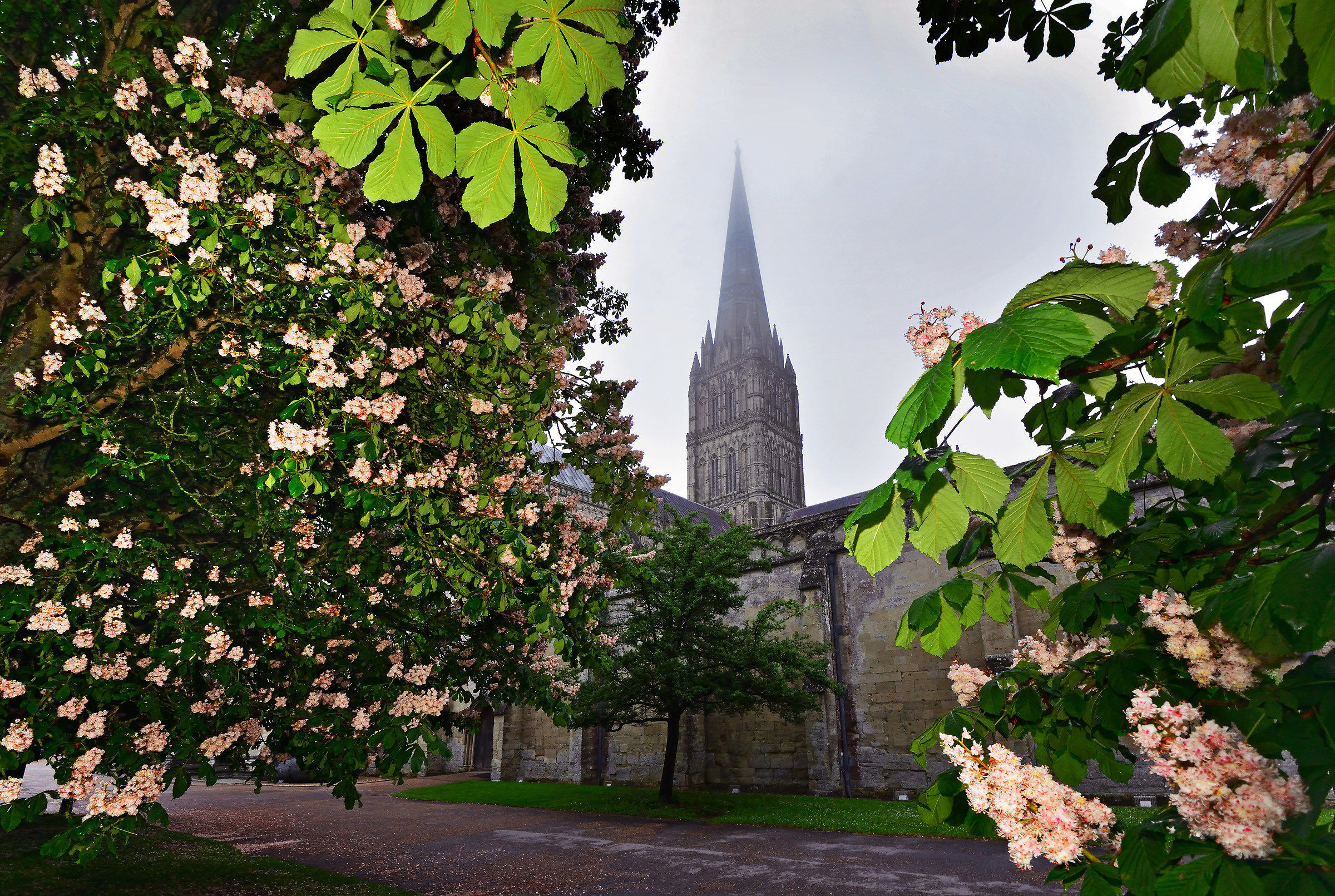Salisbury's Spire Through the Chestnut Trees...