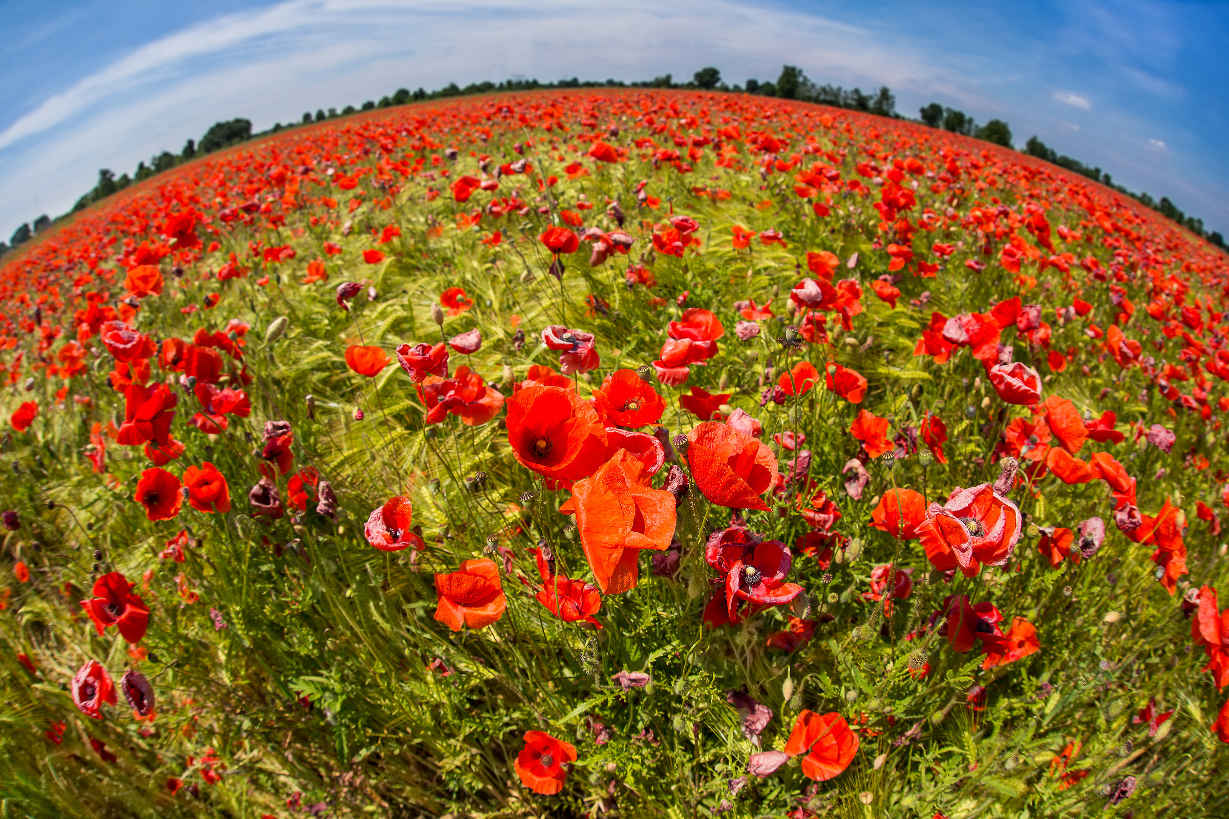 The planet poppies...